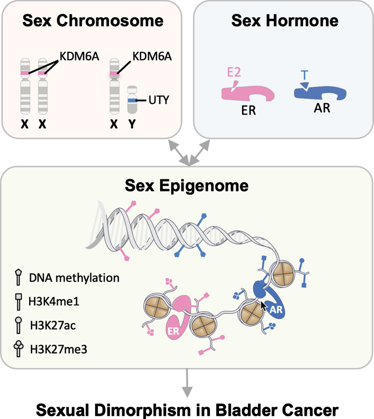 Cumulative and interactive effects from sex chromosomes, sex hormones, and the sex epigenome result in sexual dimorphism in BC. Sex-specific differences in post-translational modifications and chromatin organizations, also known as the sex epigenome, functionally influence gene expression and/or response to the environment. We propose a novel framework to understand the drivers of sex differences in BC: the sex epigenome acts as a universal platform where the effects of sex chromosomes and sex hormones converge to result in the observed sex bias in BC.