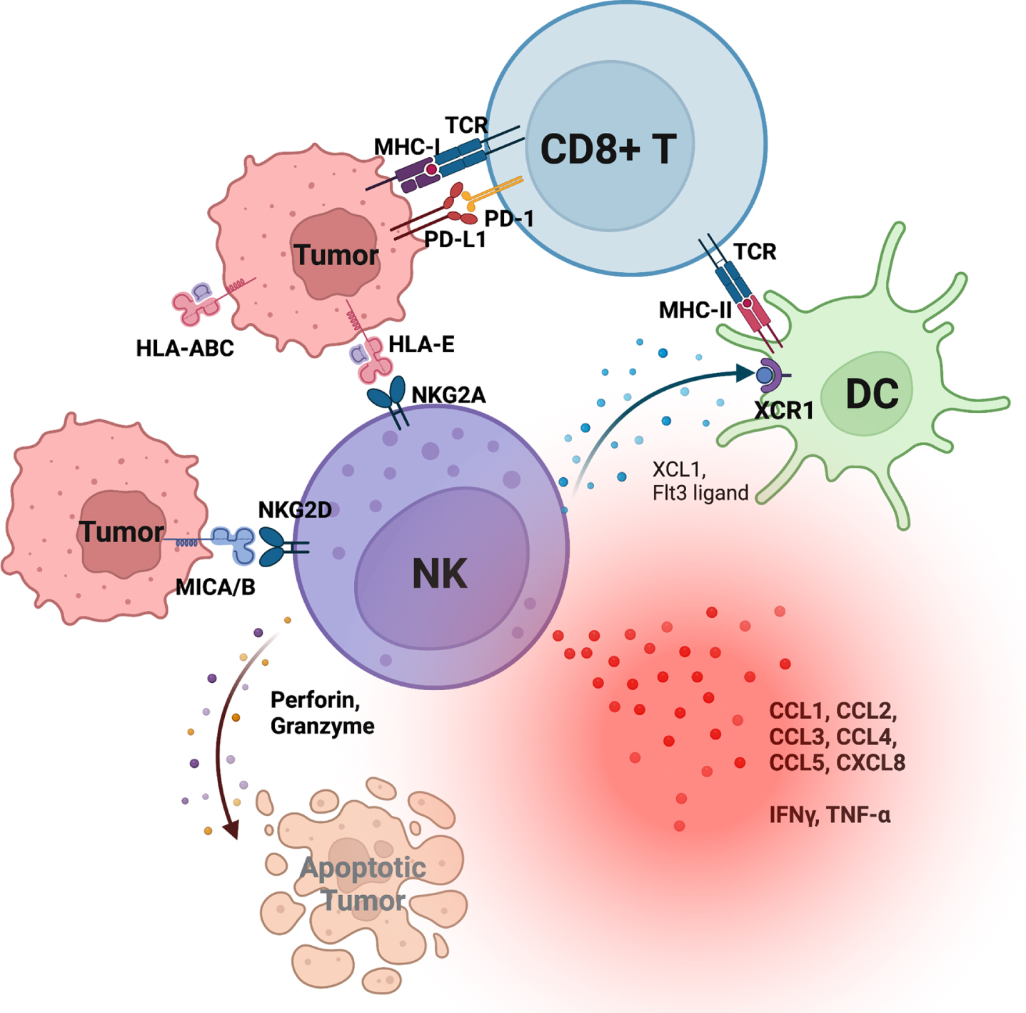 Schematic representation of tumor-infiltrating natural killer (NK) cells and their interactions with tumors and dendritic cells (DC). NK cells provide critical cytokines and chemokines that recruit and activate DCs, which subsequently recruit and activate CD8 T cells.