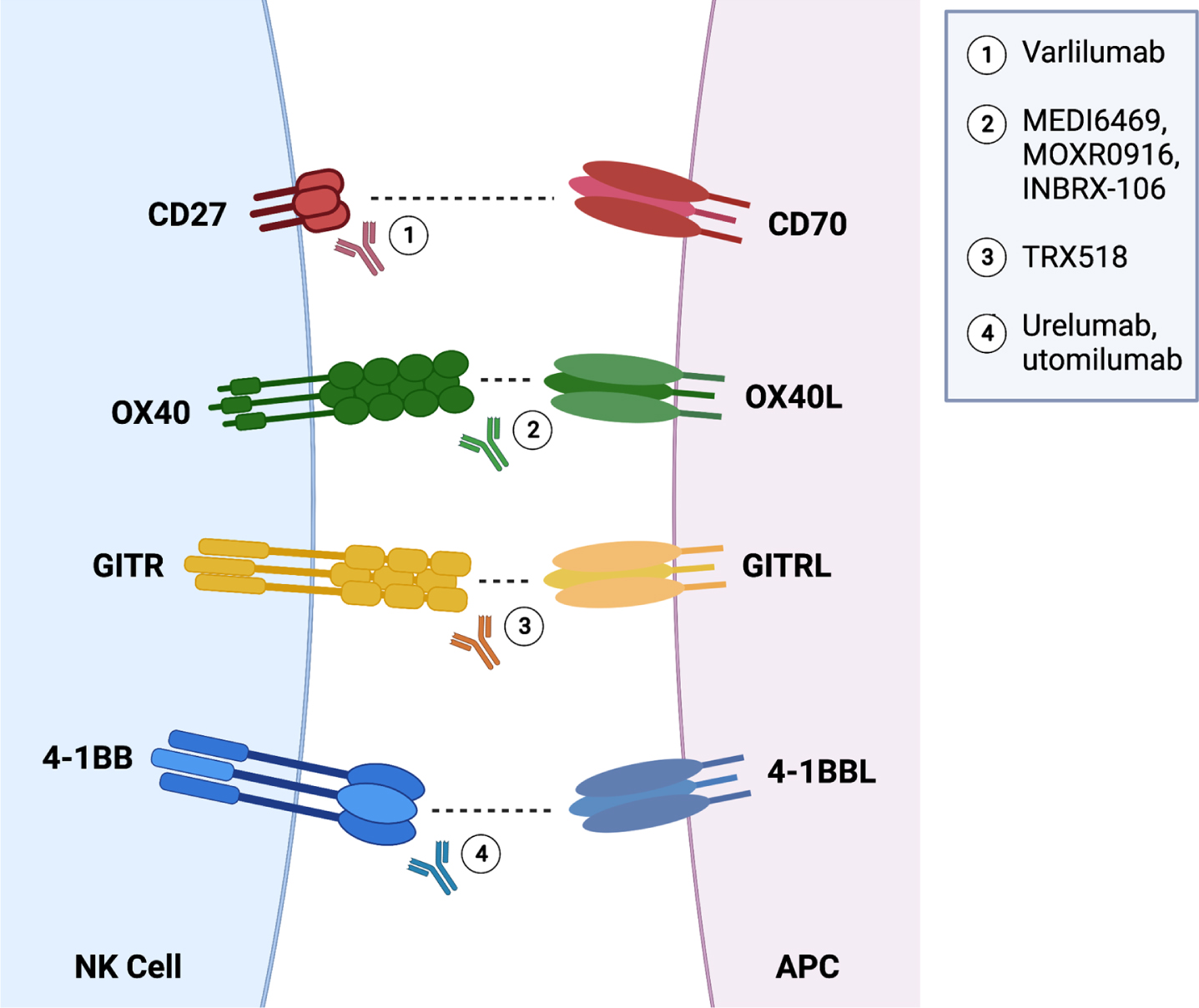 Schematic representation of activating (and potentially inhibitory) interactions between NK cells and antigen-presenting cells along with agonist antibodies being used for treatment across cancers.