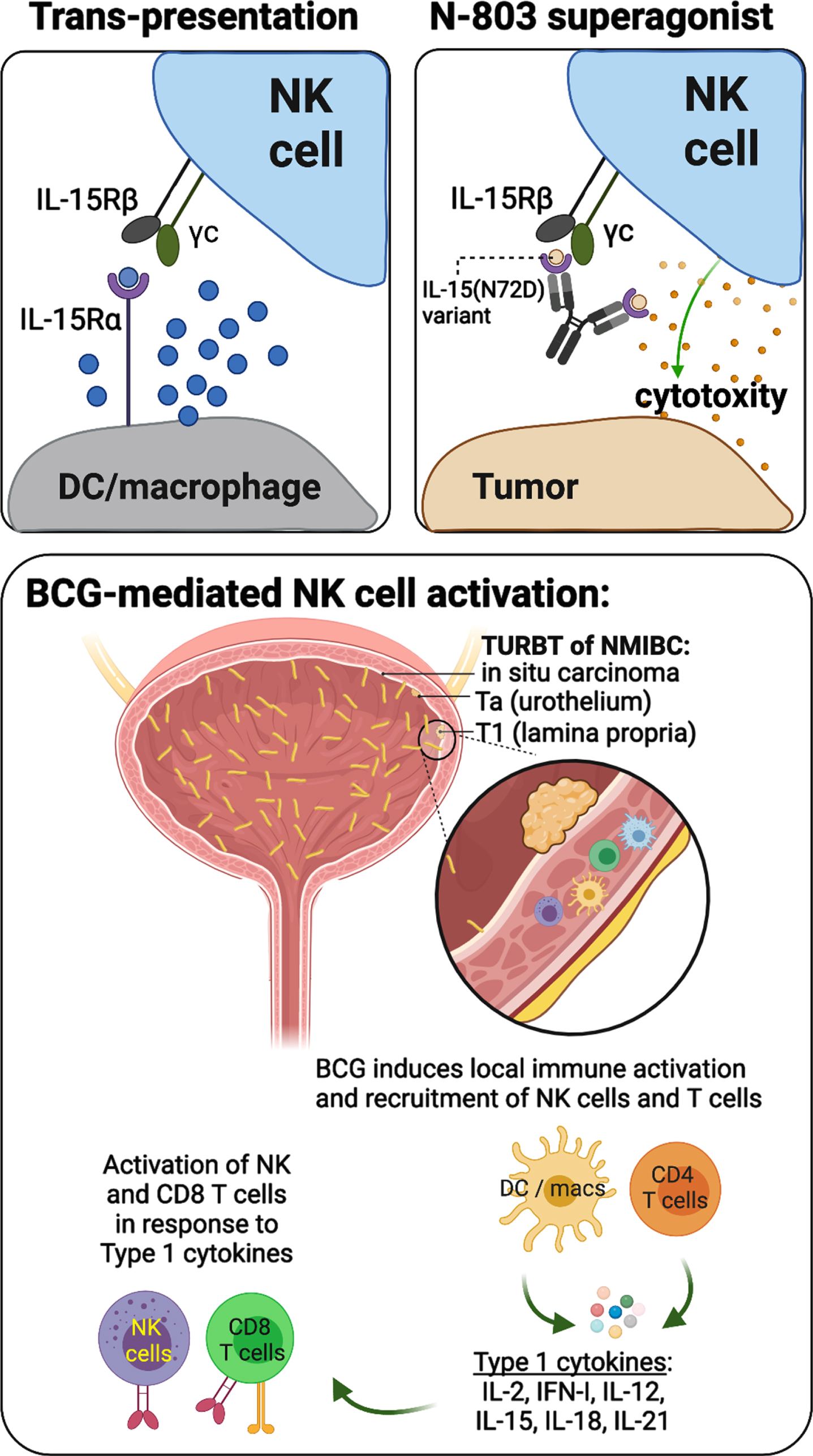 Schematic representations describing the mechanisms of IL-15 trans-presentation and activation of NK cells (upper left), the mechanisms of action underlying N-803 IL-15/IL-15Rα superagonist (upper right), and a working model of BCG-mediated activation of NK and CD8 T cells, which relies on indirect stimulation by dendritic cells (DCs), macrophages (macs), and CD4 T cells through production of type 1 cytokines.