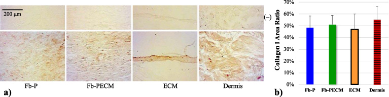 (a) Collagen I-IHC cross-sections from Fb groups, ECM envelope, and skin dermis. (b) Bar of collagen I in tissue area ratio with 47–55% range with no significant differences between groups.