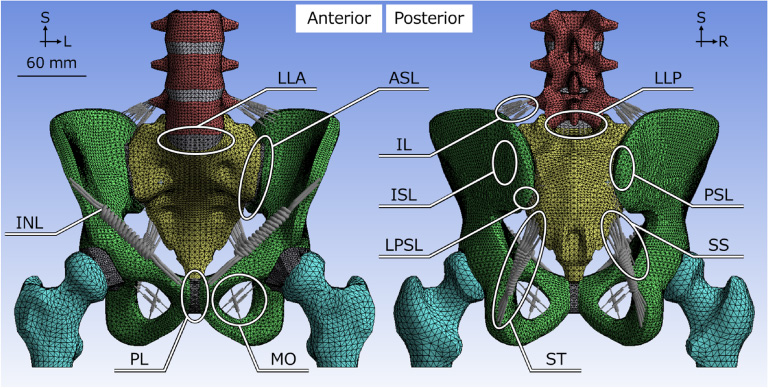 The positions and names of the pelvic ligaments modelled in this study, in a meshed pelvis model with anterior (left) and posterior (right) views. The ligaments are the anterior longitudinal ligament (LLA), anterior sacroiliac ligament (ASL), iliolumbar ligament (IL), inguinal ligament (INL), long posterior sacroiliac ligament (LPSL), obturator membrane (MO), posterior longitudinal ligament (LLP), posterior sacroiliac ligament (PSL), pubic ligament (PL), interosseous sacroiliac ligament (ISL), sacrospinous ligament (SS) and sacrotuberous ligament (ST). The scale bar: 60 mm. S: superior, L: left, R: right.