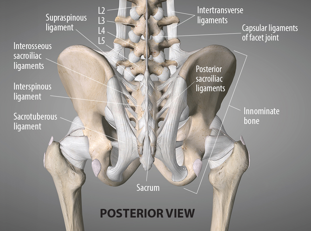 Ligaments of the low back, including those of the sacroiliac joint.