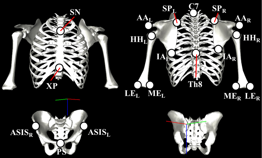 SN: sternal notch, XP: xiphoid process, ASIS: anterior superior iliac spine, PS: pubic symphysis, AA: acromial angle, SP: medial border of the scapular spine, IA: inferior angle, HH: humeral head, ME: medial epicondyle, LE: lateral epicondyle.