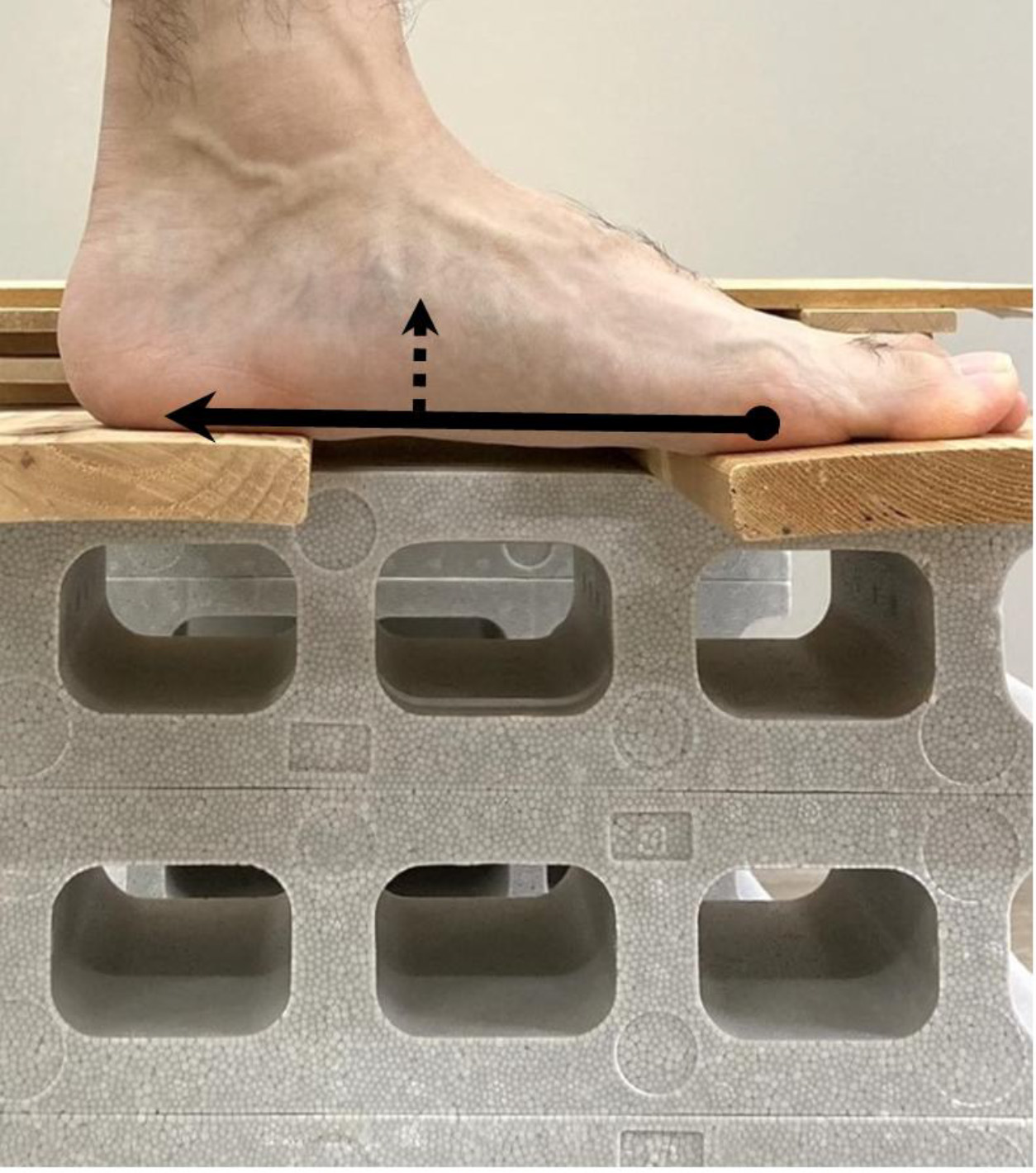 Short-foot exercise. The participants were instructed to shorten the foot in the anterior-posterior direction by attempting to bring the head of the first metatarsal toward the heel without toe flexion (indicated by the black arrow) and to raise the medial longitudinal arch (indicated by the dotted arrow). The foot was positioned on a wooden board with an opening at the longitudinal foot arch. Shear wave elastography images of the plantar muscles were obtained by placing the probe on the plantar foot surface through the opening in the board.