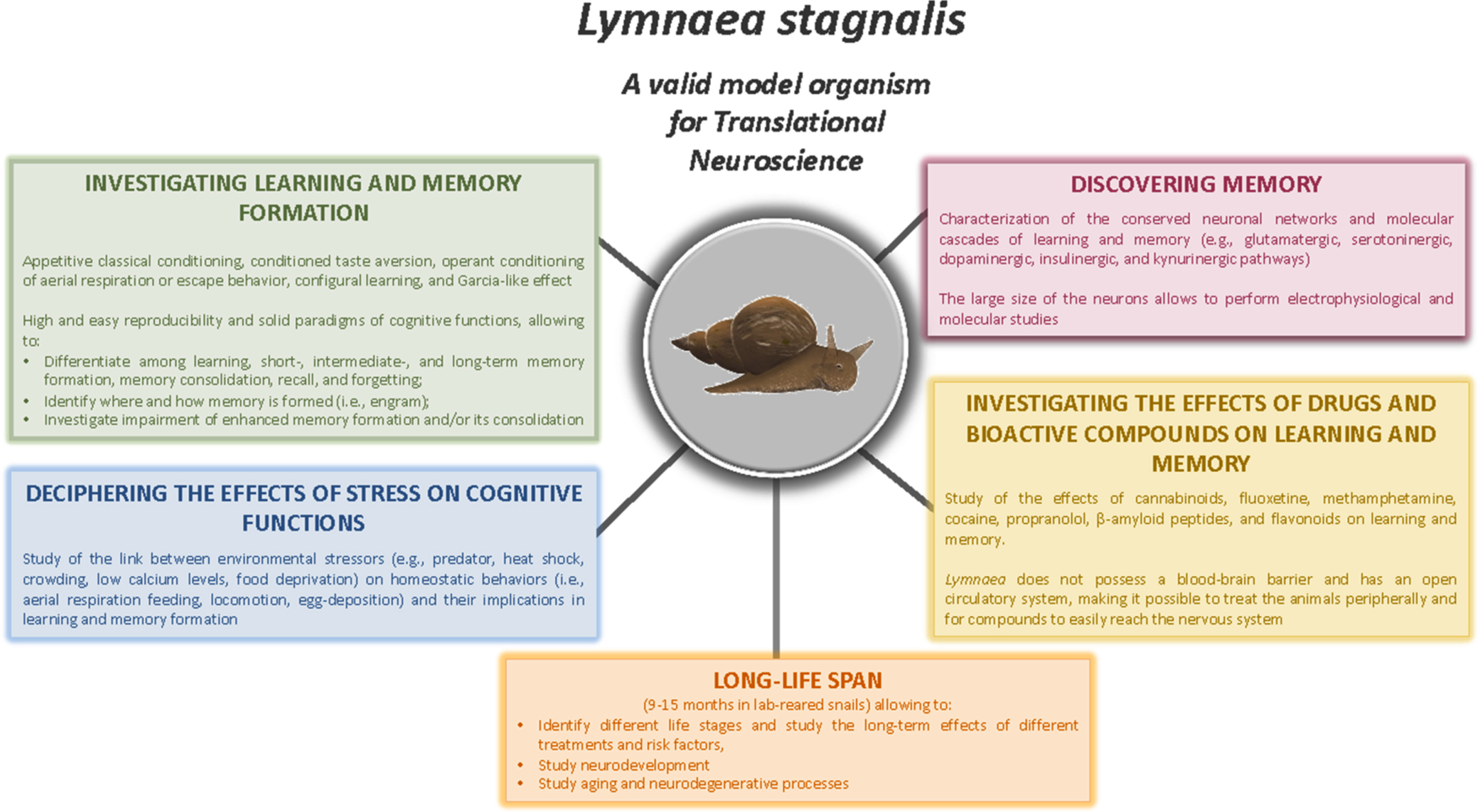 Studies that can be performed using Lymnaea stagnalis as a model organism for Translational Neuroscience research, offering an array of advantages for exploring the conserved mechanisms underlying the effects of bioactive compounds (e.g., Flavonoids), drugs, and environmental stressors on cognitive functions and aging-related processes.