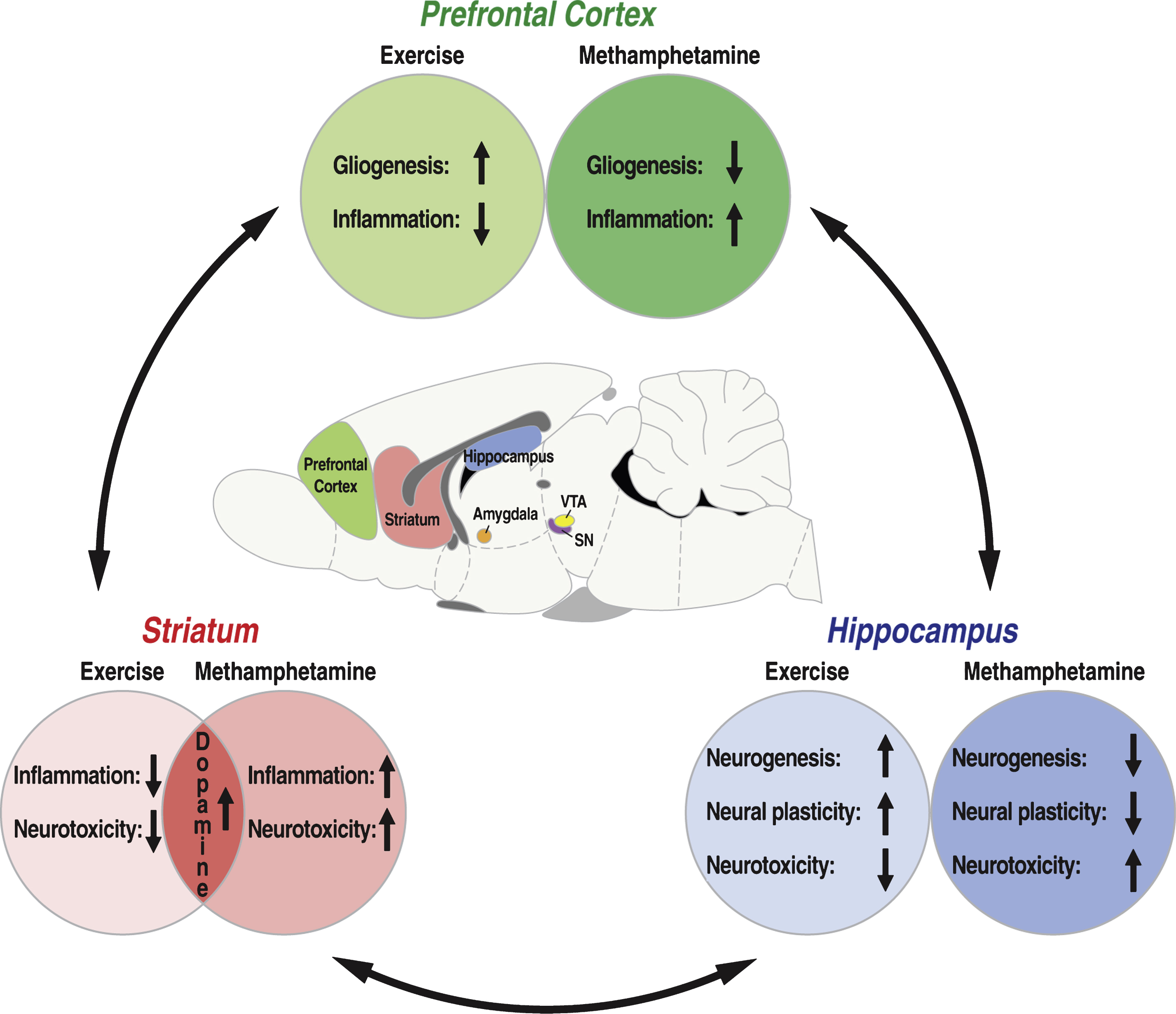Neurobiological Overlap of Methamphetamine and Exercise in the Adult Rodent Brain: A schematic for the overarching effects of methamphetamine and exercise on the reward, reinforcement and motivational centers of the adult rodent brain, particularly the prefrontal cortex (highlighted in green), the hippocampus (highlighted in blue), and striatum (highlighted in pink).