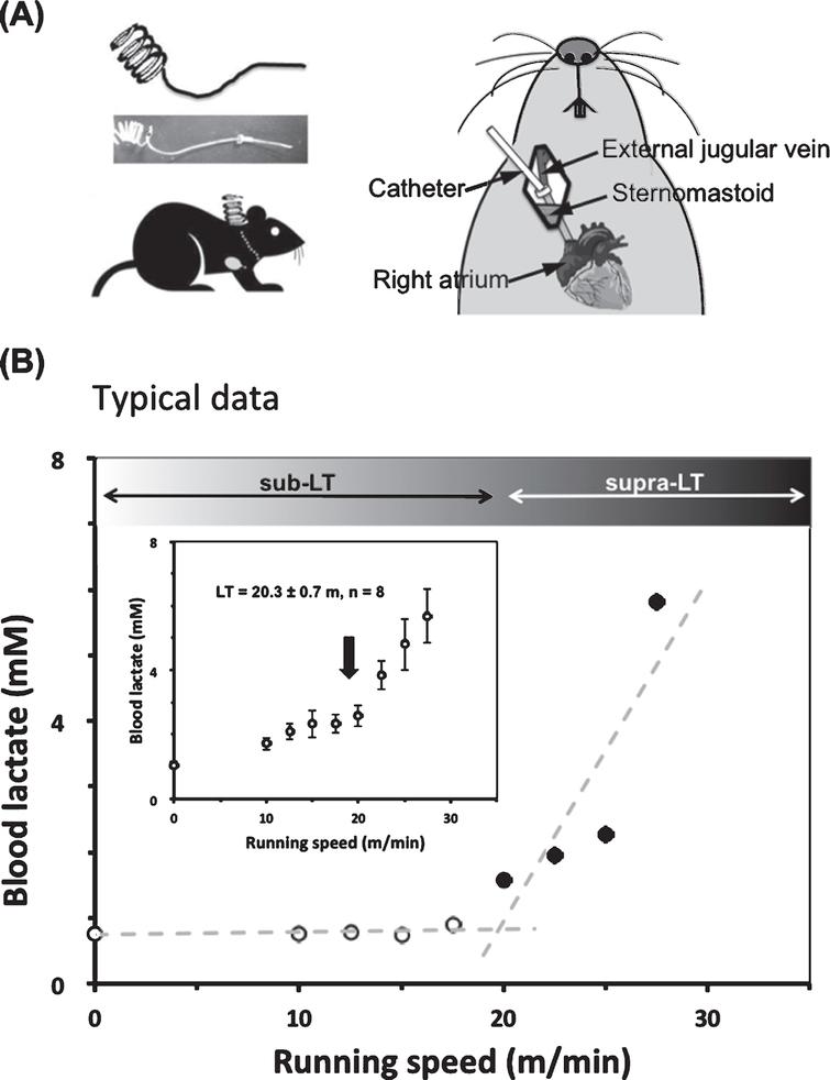 A typical lactate threshold (LT) profile for a mouse during a gradual increase of running speed protocol (0–35 m/min) (A) To collect blood during treadmill running, a silicone catheter was inserted through the jugular vein to the right atrium three days before the graded exercise test. (B) Typical data for LT of one mouse (No. 4) is shown. The LT (around 20 m/min) was determined from the non-linear increase in blood lactate levels vs running speed using a modified regression analysis. Inset is average LT for eight mice.