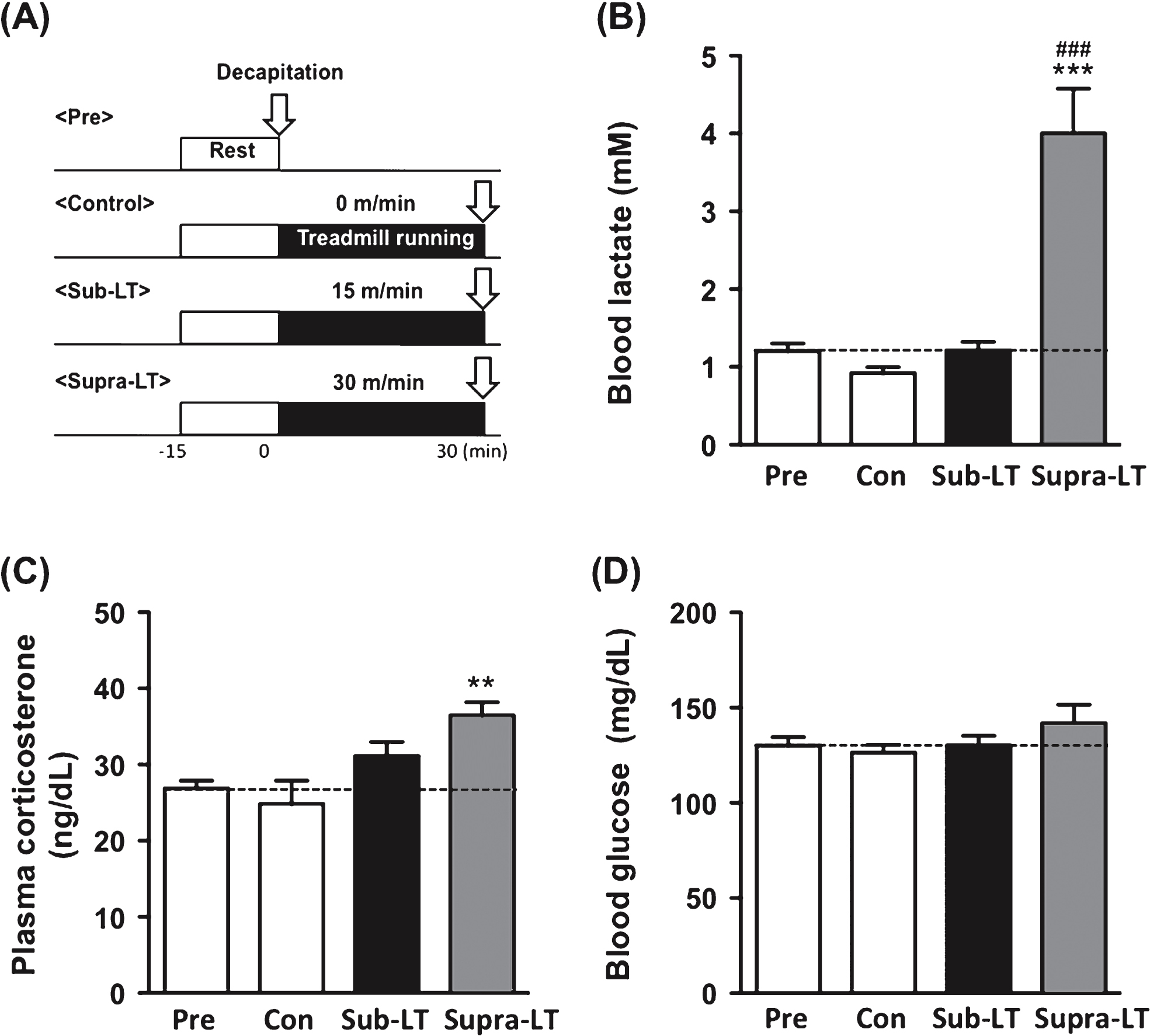 Determination of blood lactate, glucose, and plasma corticosterone after different intensities of exercise (A) Protocols for different intensities of exercise, (B) blood lactate levels (F (3,24)  = 23.47, p <  0.0001), (C) plasma corticosterone levels (F (3,24)  = 6.31, p = 0.0026), and (D) blood glucose levels (F (3,24)  = 1.17, p = 0.34). Data represent the mean ± SEM (n = 7 mice per group). **, p <  0.01, ***, p <  0.001 in comparison with control and # # # , p <  0.001 in comparison to sub-LT (one-way ANOVA Tukey post hoc tests).