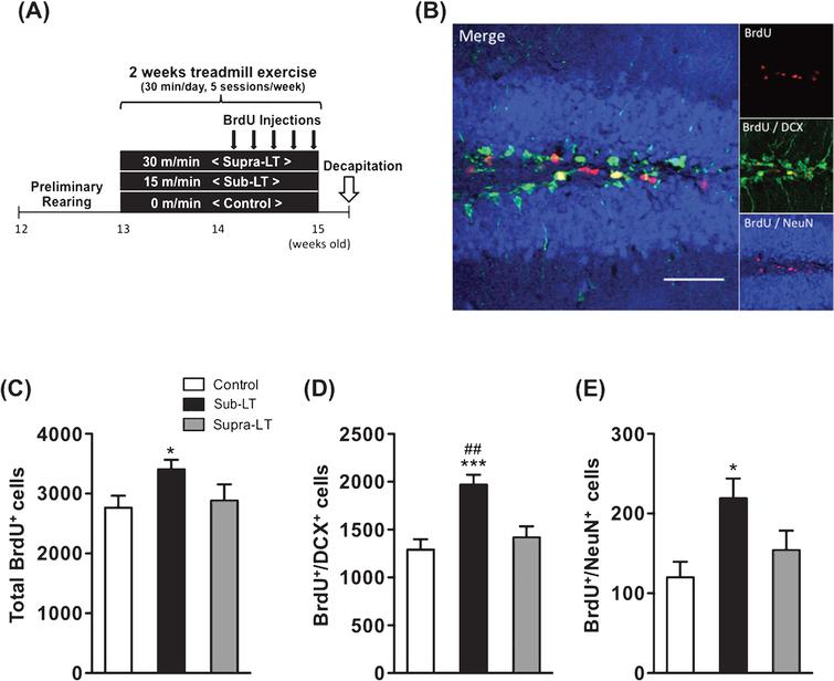 Effects of different exercise intensities on adult neurogenesis of male mice (A) Timeline of experiment, (B) A representative confocal micrograph of triple labeling of BrdU (red), the immature neuron marker DCX (green), and the mature neuron marker NeuN (blue) in the hippocampal dentate area. Scale bars, 50μm. (C) Total number of BrdU+ cells (F (2,21)  = 3.65, p = 0.044). (D) Number of BrdU+/DCX+ cells (F (2,21)  = 10.69, p = 0.0006). (E) Number of BrdU+/NeuN+ cells in the dentate gyrus (F (2,21)  = 4.69, p = 0.02). Data represent the mean ± SEM (n = 8 mice per group). *, p <  0.05, ***, p <  0.001 in comparison to control mice and # # , p <  0.01 in comparison with supra-LT (one-way ANOVA Tukey post hoc tests).