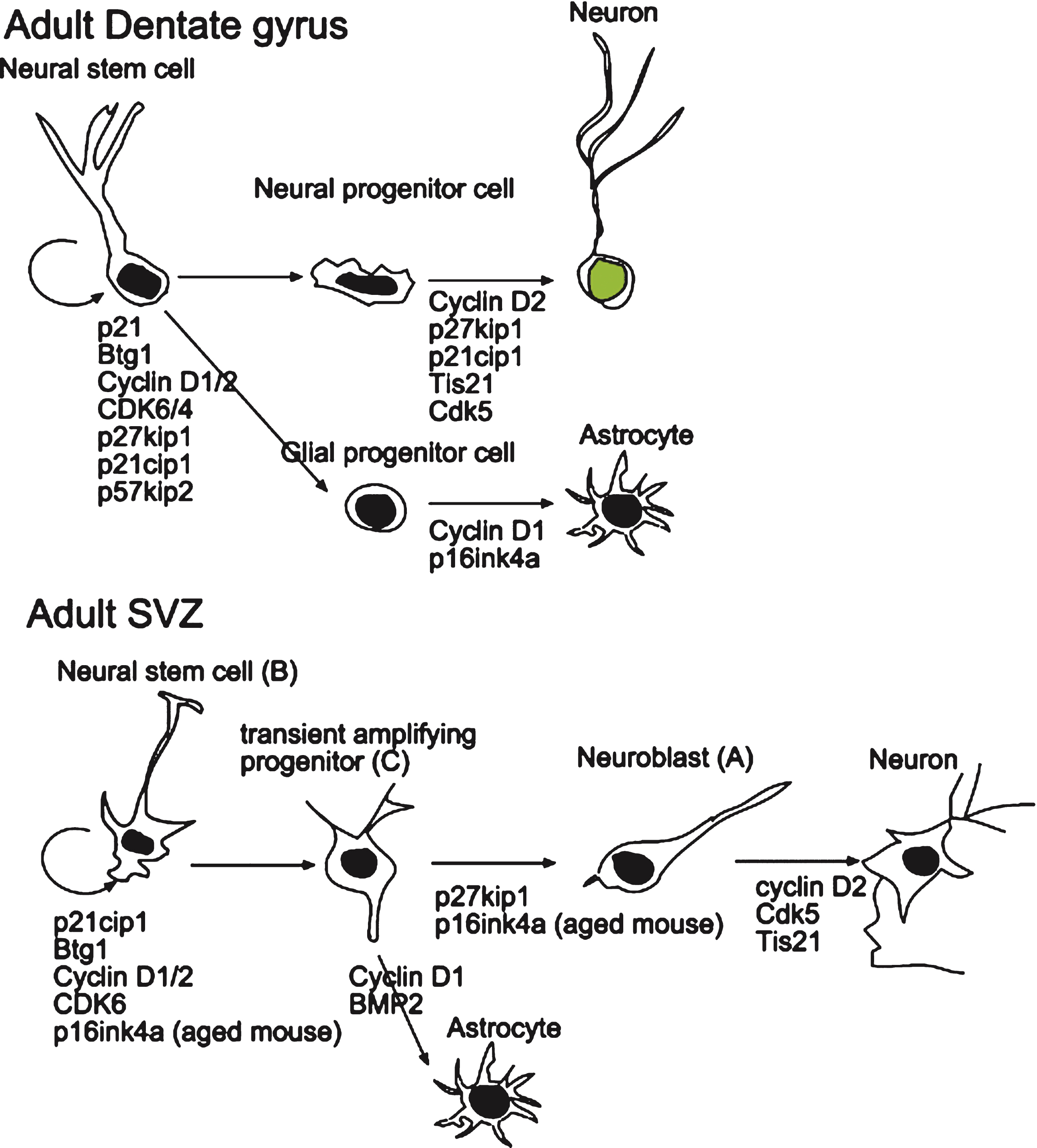 Scheme depicting the role of cell cycle-related molecules on the proliferation and differentiation of stem and progenitor cells in the adult dentate gyrus and SVZ. The data were obtained by knockout experiments performed in vitro and in vivo and are detailed in the text. Dentate gyrus: Cdk6 and cyclin D1/2 are required for the proliferation of stem cells, while p27Kip1 or p21Cip1 are required to maintain the quiescence of stem cells. Moreover, cyclin D1 is involved in astrocytic differentiation while cyclin D2, p27Kip1, p21Cip1 and Tis21 are involved in the commitment of neural stem cells to the neuronal differentiation. SVZ: Cdk6 and cyclin D1/2 appear to be required for the proliferation of stem cells, while p16Ink4a and Btg1 are necessary to maintain the quiescence of stem cells, in aging or in adult mouse, respectively. Cyclin D2, Cdk5 and Tis21 are involved or required for neuronal differentiation.