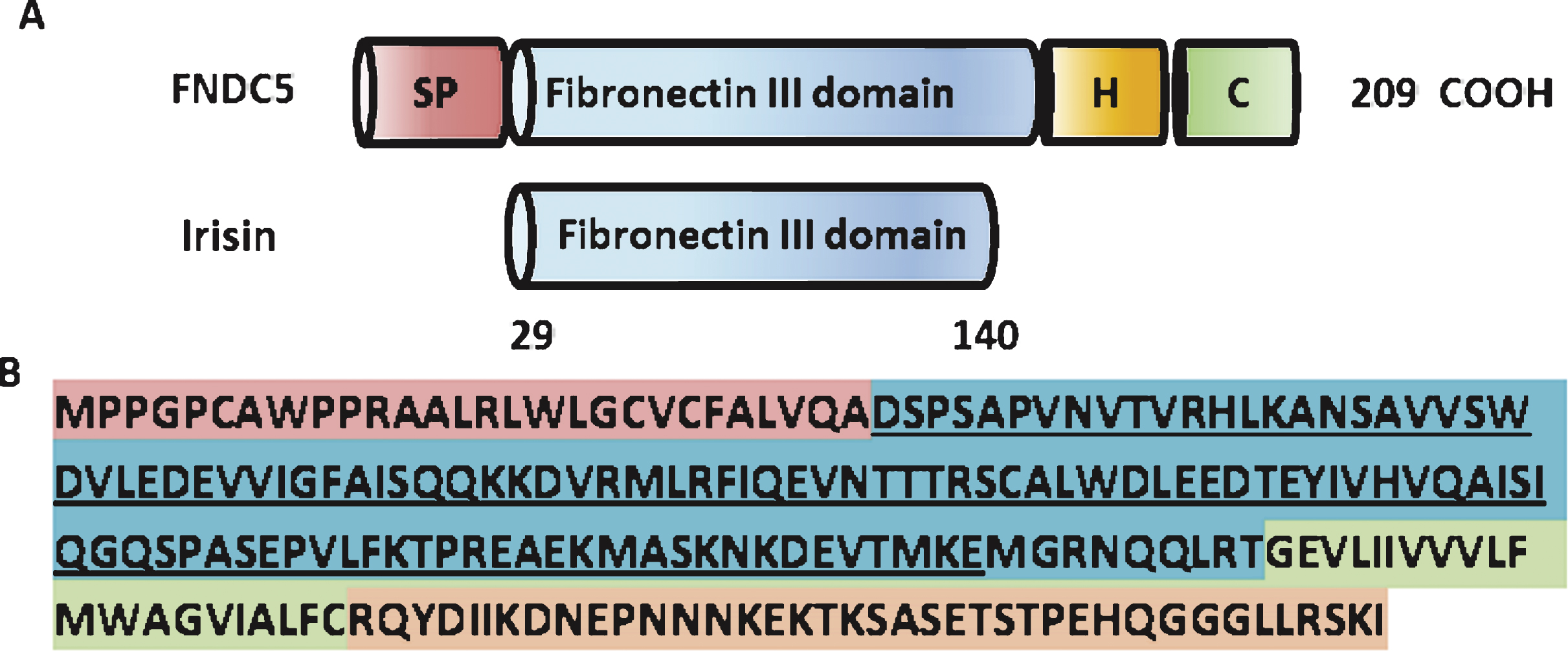 Structure of the murine FNDC% and irisin protein. (A) Scheme of the murine FNDC5 protein structure (top) and murine irisin protein structure (bottom). SP = signal peptide, H = hydrophobic domain, C = cytoplasmic domain. (B) Murine FNDC5 amino acid sequence with corresponding domains colored. The irisin sequence is underlined.