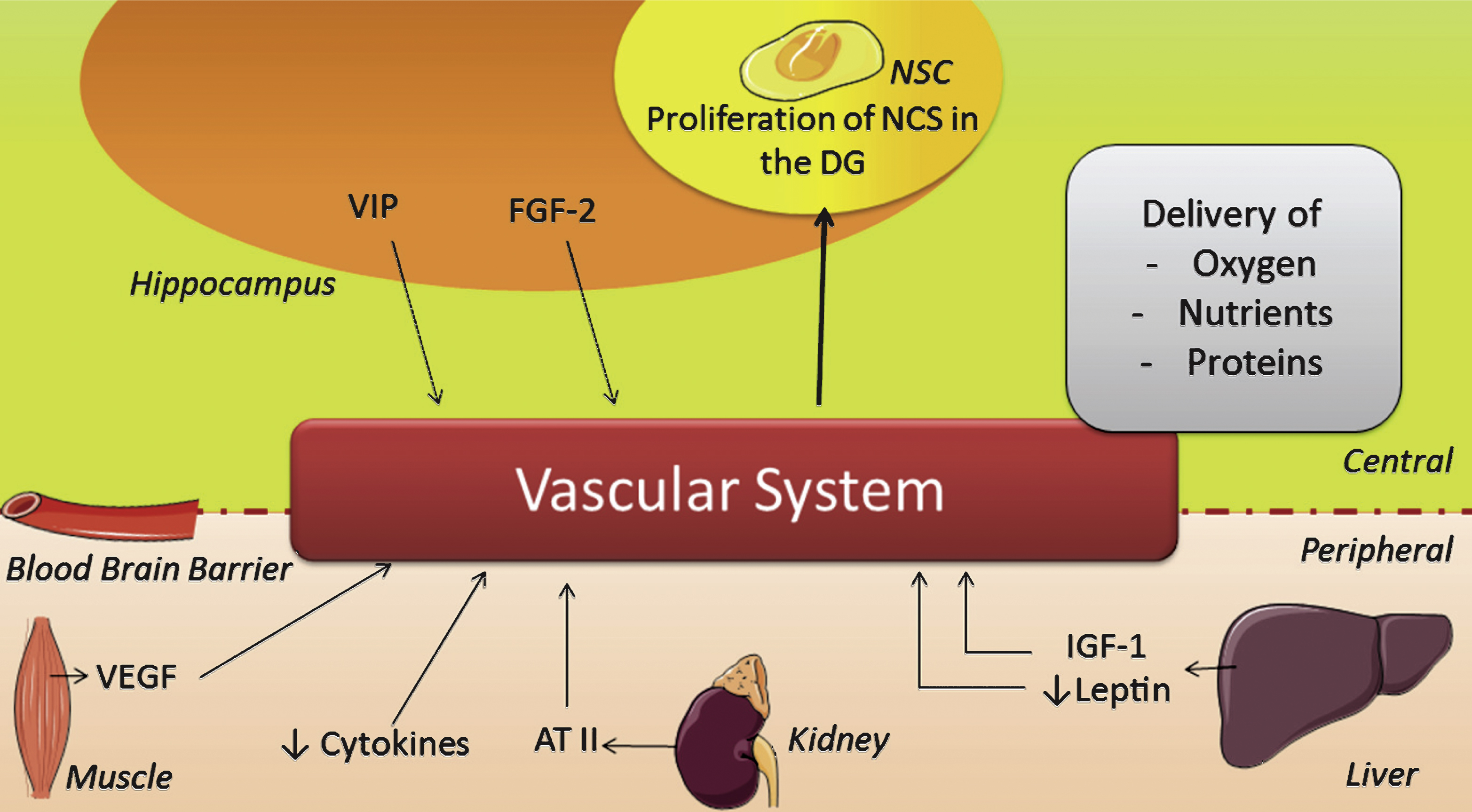Scheme illustrating the changes induced by physical activity on the vascular system. AT II = angiotensin II; FGF-2 = fibroblast growth factor 2; IGF-1 = insulin-like growth factor 1; NSC = neuronal stem cell; VEGF = vascular endothelial growth factor; VIP = vasoactive intestinal peptide.