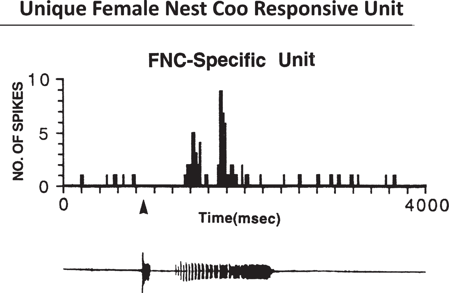 Female Coo Specific Units 960127. Top, Histogram shows the unit’s response to the female-nest-coo stimulus presented at 70 +/-5 bB SPL. Bottom, Computer amplitude display of the female nest coo. Courtesy of Cheng et al. J. of Neuroscience 1998;18:5477-5489.
