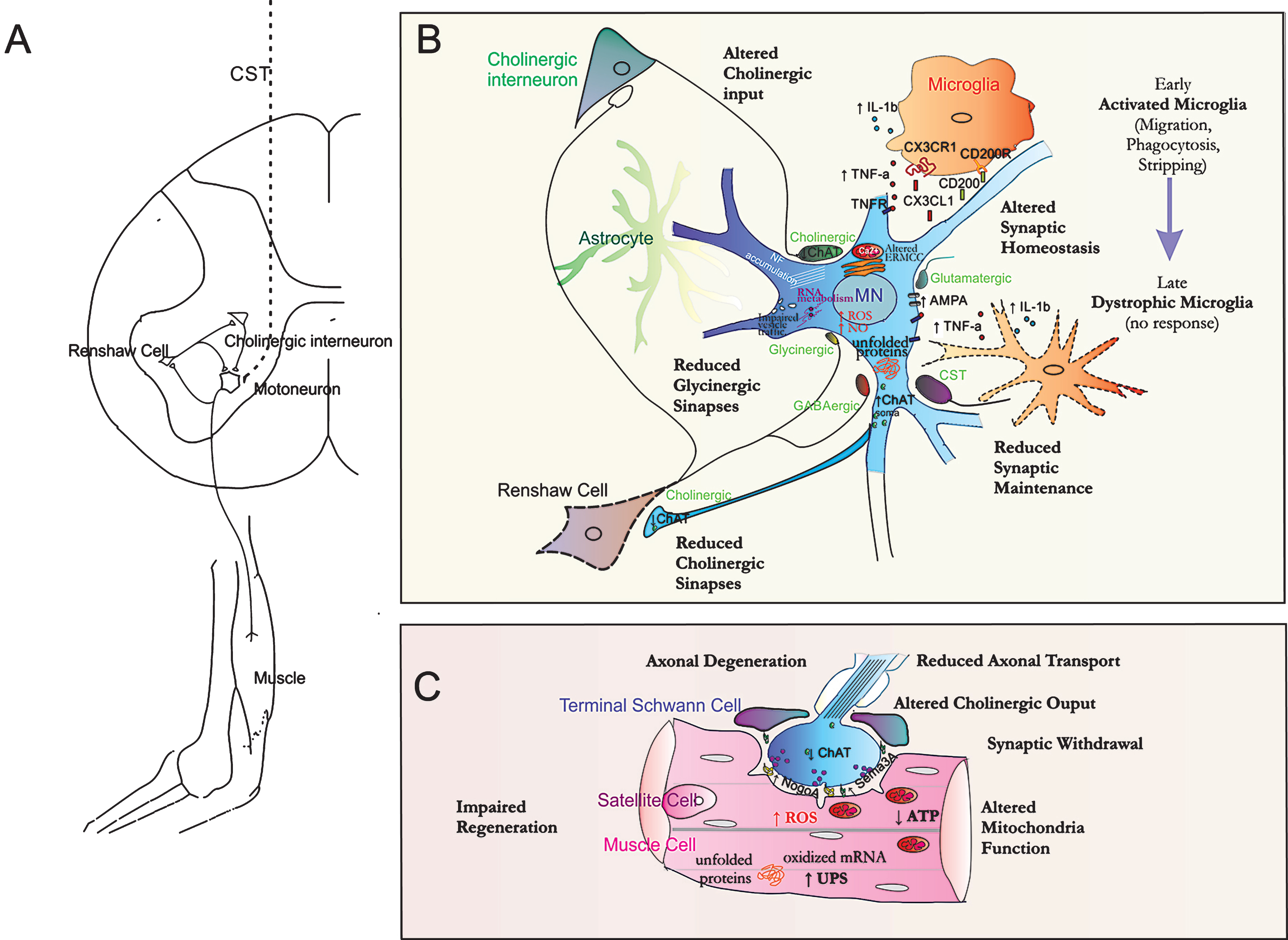 Integrative view of ALS. A. ALS is a result of the degeneration of the motor functional circuitry mainly. In humans, the corticospinal tract (CST) allows monosynaptic connection of cholinergic Betz cells in motor cortex to spinal motor neurons (MNs). At the spinal cord, MNs forme a microcircuitry with interneurons and other MNs to accomplish the efferent motor signaling. Cholinergic interneurons at lamina X synapse in MNs regulate motor behavior and Renshaw inhibitory interneurons receive inputs form MN axon collaterals to synapse, that turn to MNs and conforms a negative feedback regulation. B. ALS can be considered as a multi-component disease that affects synaptic communication. Several terminal boutons that make synapses on MNs are structural or functional affected, such as glycinergic and cholinergic ones. The number of glycinergic synapses from inhibitory Renshaw cells is reduced and the density of these cells has been found decreased in later stages of ALS. Choline acetyltransferase (ChAT) content is early diminished from boutons apposed on MNs and from their terminals on Renshaw cells. Altogether these variations match with the altered recurrent inhibition found in patients and contribute to imbalance in inhibitory/excitatory homeostasis. MNs present altered molecular environment with incapability to accomplish several neuroprotective programs (such as autophagy, unfolded protein response (UPR), proteosomal activity) that lead to a failure in handling protein homeostasis and aggregation, which are related to a reduced neuronal survival. There exists a persistent dysregulation in the endoplasmic reticulum (ER)-mitochondria calcium cycle (ERMCC) that couple energy from mitochondria to protein processing in the ER and participates in AMPA-mediated synaptic activity. This leads to excitotoxicity and abundant reactive oxygen species (ROS) and nitric oxide (NO) production. In addition, difficulties in vesicle trafficking may occur in soma and along the axon that difficult synaptic communication with the muscle and other cells. Thus, the machinery for local protein translation in dendrites and synapses present alterations that involves the mRNA silencing foci at which TDP-43 and FUS/TLS participate with consequent mRNA metabolism alterations. Microglia contribute to synaptic scaling and maintenance by cross-talk to MNs through TNFα/TNFR1, CX3CL1/CX3CR1 and CD200/CD200R axis. Activation of CX3CR1 in microglia are part of the “off” signals that switch microglia from the activated state to the resting one, which may be interrupted in ALS, at least in some of the ALS stages. Indeed, in later stages, microglia become non-responsive and dystrophic, a phenotype that follows the chronic activation and the release of pro-inflammatory cytokines, such as IL1-beta and TNF-alpha. Activation of TNFR1 in neurons classically lead to apoptosis but also increases AMPA receptors at the membrane. Besides, the composition and editing of AMPA receptors which is altered in ALS contribute to excitotoxicity due to changes in their ion permeability. C. Neuromuscular junction (NMJ) fragility is promoted by disturbances in several cellular components and lead to impaired MN transmission and regeneration. At the axonal terminal, the transport is altered and, in particular, there is a reduced ChAT transport which can lead to a decrease in immediately available transmitter pool, as well as to a reduced spontaneous acetylcholine release that weakens NMJ. Synaptic withdrawn may be induced by the release of inhibitors of regeneration like Nogo A or Semaphorin 3A from muscle or terminal Schwann cells, respectively. Myofiber atrophy is one of the earliest events in ALS. Muscle cell metabolism and regeneration is altered. There exists mitochondria function defects promoting ATP reduction, disturbances of calcium buffering capacity and oxidative stress exrcerbated by muscle training and muscle hypermetabolism that leads to a rise in oxygen species, which contribute to oxidation of mRNAs and altered miRNA biogenesis. These features contribute to a reduced capacity for muscle regeneration accompanied by an impaired proliferative potential of satellite cells that lead this capacity. Finally, the presence of protein aggregates in the muscle may overshoot protein clearance systems, such as proteasomal system, which contribute to muscle wasting and energy depletion. UPS, ubiquitin-proteasome system.