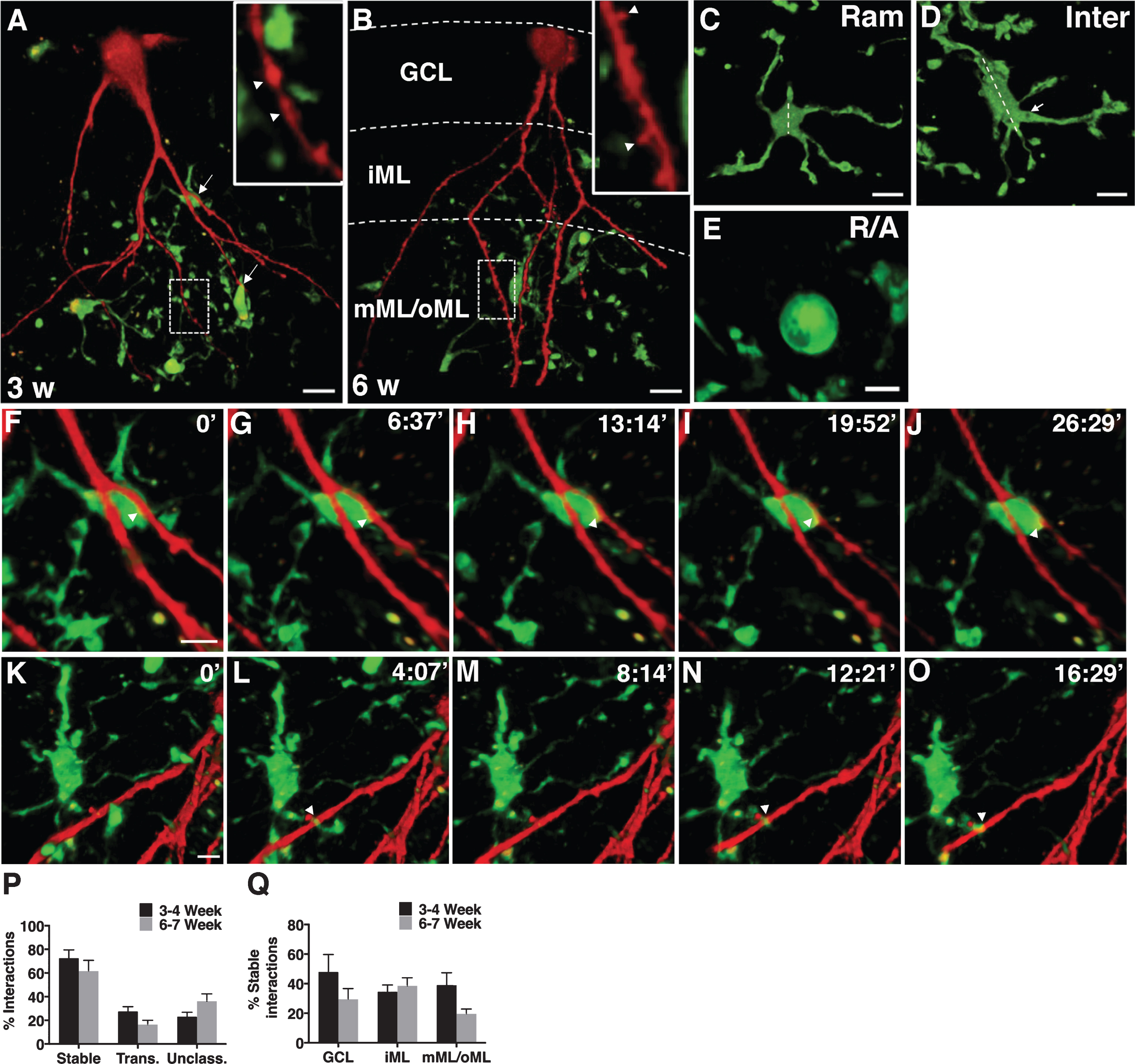 A-B, Photomicrographs representing EGFP+ microglia and RFP+ newborn neurons at 3- (A) and 6- (B) weeks after RV-RFP injection in CX3CR1GFP/+ mice (arrows indicate interactions in A, arrow heads indicate dendritic beading at 3 weeks in A and spines at 6 weeks in B). C-E, Images showing different morphologies of microglia: ramified (Ram; C), intermediate (Inter; D) and round/amoeboid (R/A; E). Dotted lines in C and D outline the largest diameter of the cell soma. Note the elongated shape of cell soma and the thicker processes (marked by an arrow) of an  intermediate microglia in D. F-O, 2-p images showing the dynamics of interactions between newborn neuron and microglia (arrowheads indicate stable interaction in F-J and a transient interaction in K-O). P, Quantification of relative percentage of stable, transient, and unclassified interactions in 3 and 6 weeks-old neurons. Q, Quantification of relative percentage of stable interactions in 3 and 6 weeks-old neurons in GCL, iML, and mML/oML. Scale bars: 13.55 μm (A,B), 9.03 μm (C,D), 6.77 μm (E), and 6.77 μm (in F for F-J and in K for K-O). GCL: granule cell layer, iML: inner molecular layer, mML/oML: middle/outer molecular layer, Trans: transient, Unclass: unclassified.n = 10 mice for 3-4 weeks group andn = 7 mice for 6-7 weeks group.