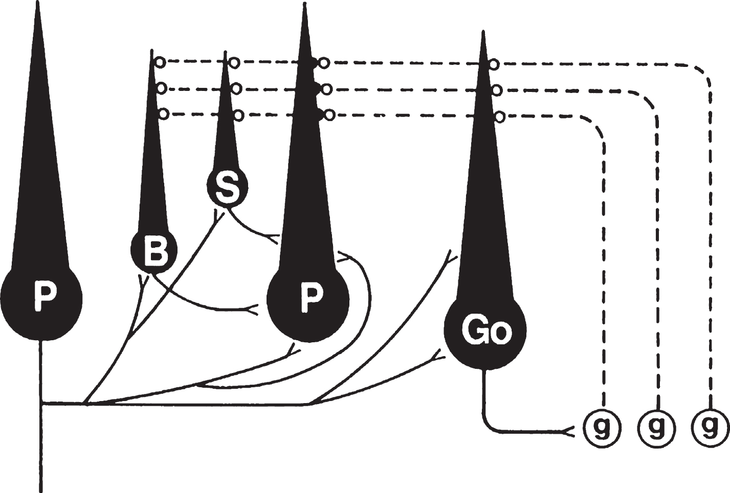 Circuit diagram of the major cerebellar cortical neurons and their projections. Not shown are the extracellular afferents, as they are absent in isolated organotypic cerebellar cultures. Inhibitory projections, shown as solid black lines, from Purkinje cells (P) are illustrated on the Purkinje cell on the left side of the diagram, while projections to Purkinje cells are shown on the Purkinje cell in the center. Purkinje cells are the only cortical neurons that project axons from the cortex. Their axon collaterals project to all other inhibitory cortical neurons, including other Purkinje cells. Granule cells (g) are the only excitatory neurons in the cerebellar cortex and their projections, the parallel fibers (shown as dashed lines), project to the dendrites of all other cortical neurons. Basket cell (B) axons project to Purkinje cell somata and proximal dendrites, while stellate cell (S) axons innervate more distal portions of Purkinje cell dendrites. Golgi cells (G) project multibranched axons to the dendrites of granule cells. From reference 31 with permission.