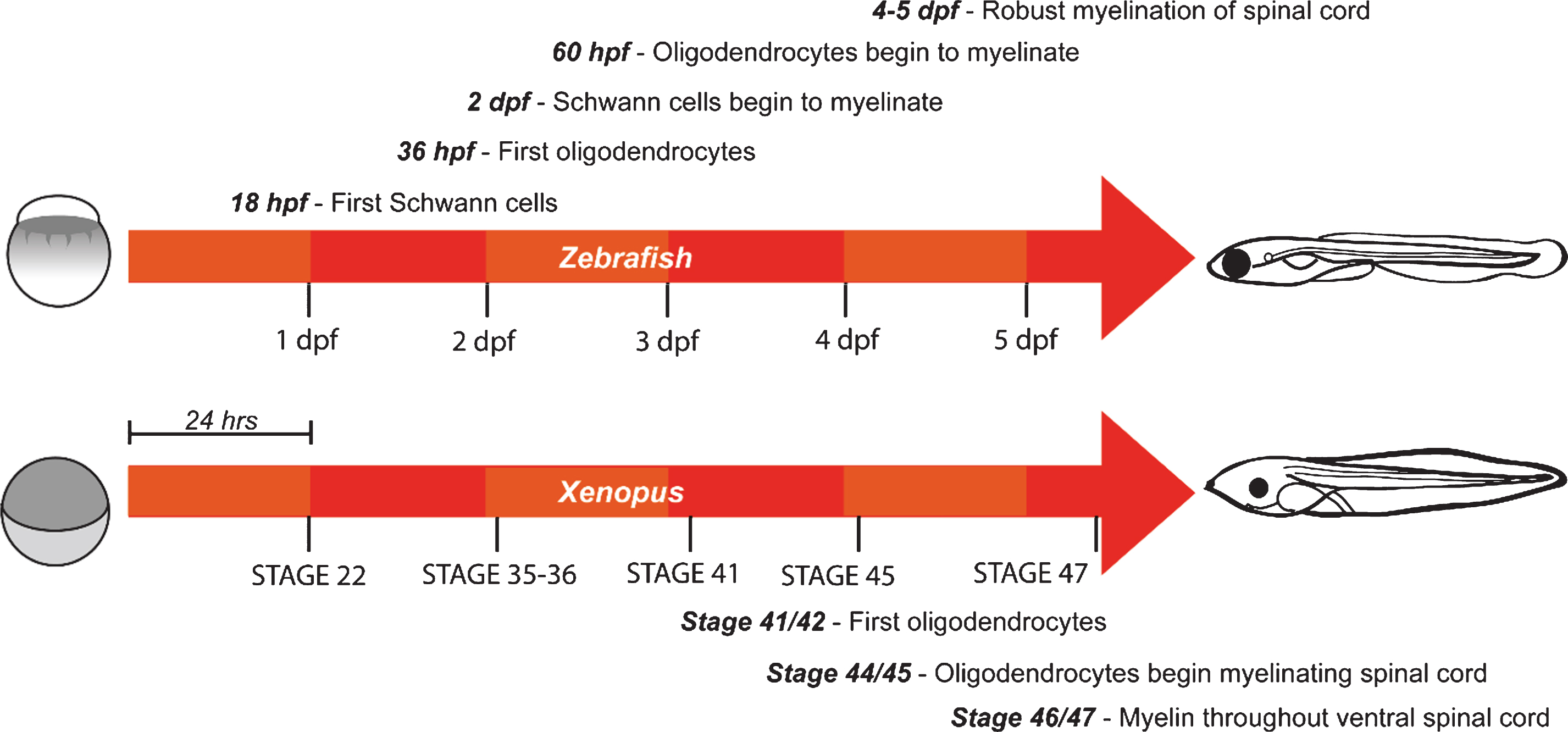 Timeline of developmental myelination in zebrafish larvae and Xenopus tadpoles. Schematic indicates rapid development of zebrafish and Xenopus embryos from one cell stage (left) to larvae (right) with myelinated axons. hpf = hours post fertilisation. dpf = days post fertilisation.
