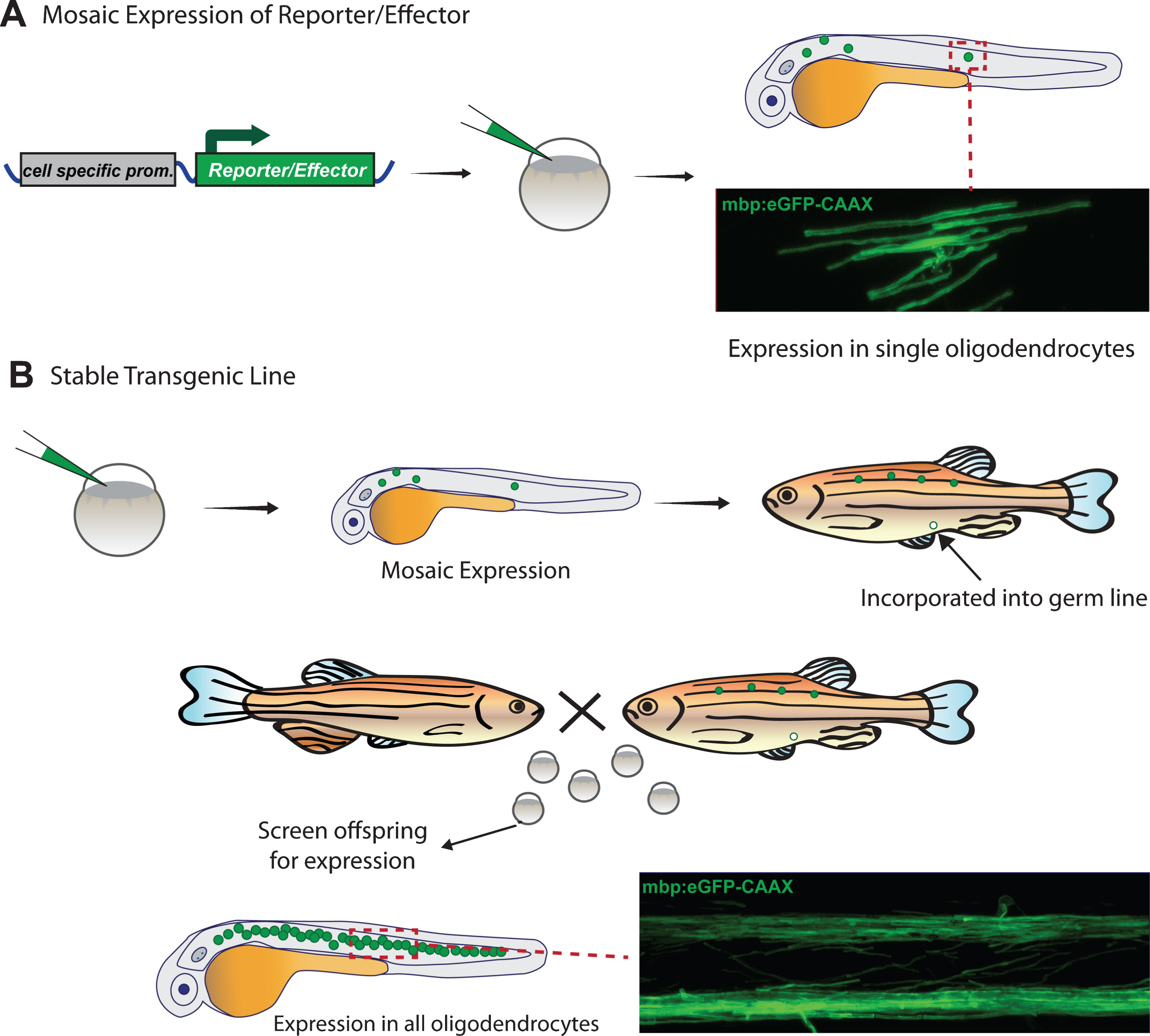 Generation of transgenic zebrafish to visualize myelinating oligodendrocytes. A) Transgenic animals with mosaic fluorescent reporter expression in myelinating oligodendrocytes can be generated by injection of plasmid at the one cell stage, and visualized in the injected animals at early larval stages. B) Transgenic animals with stable expression of a transgene that labels all myelin in the animal are first injected with plasmid as in A, then grown to adulthood. Adults are bred with non-transgenic animals to identify those in which plasmid integration has occurred in the germ-line and which can generate offspring with expression in all myelinating oligodendrocytes.
