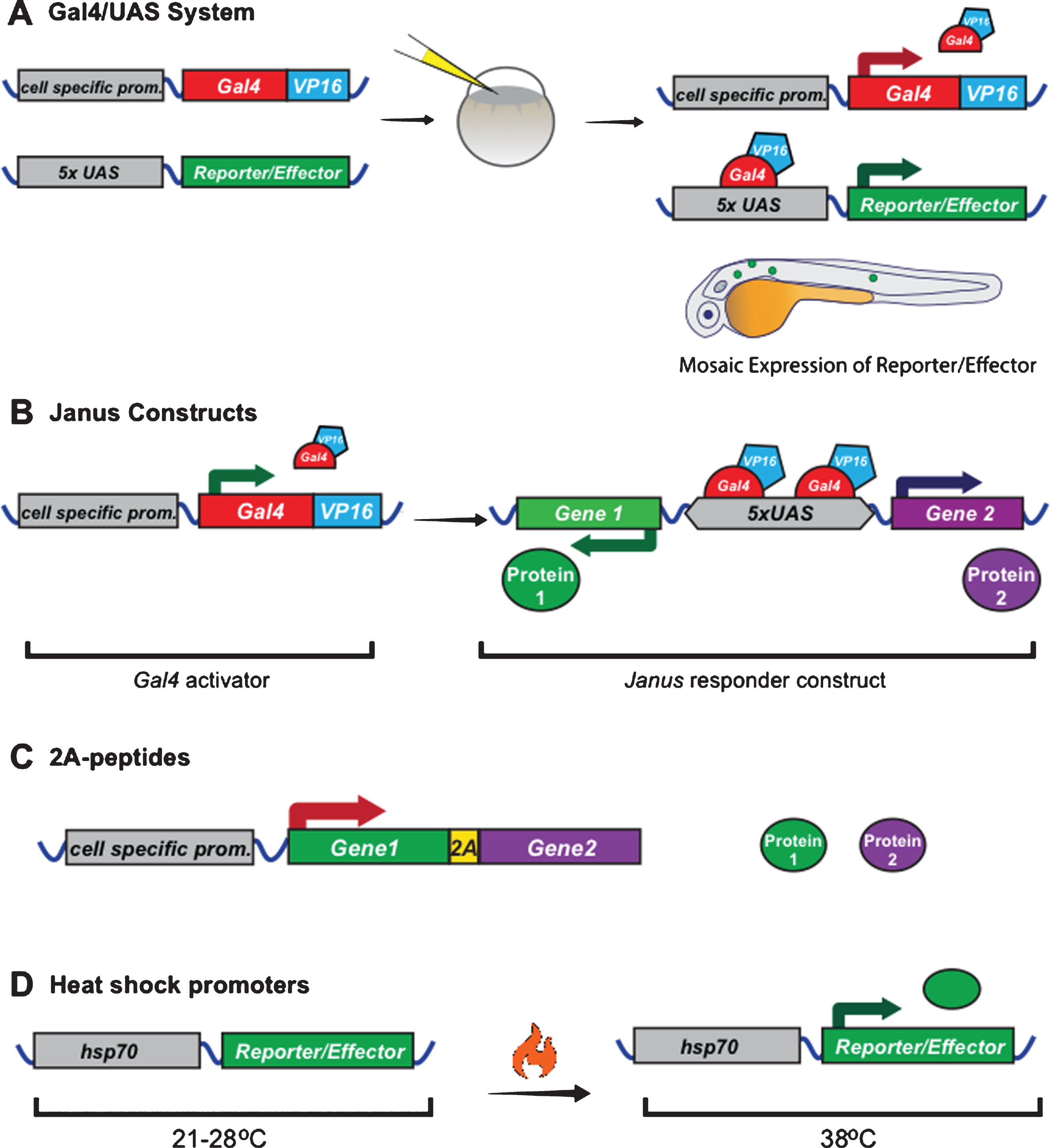 Example strategies to control gene expression in zebrafish and Xenopus. A) Plasmids that can drive expression of the transcriptional activator Gal4-VP16 can be co-injected into embryos together with plasmids that encode genes-of-interest downstream of Upstream Activator Sequences (UAS). Gal4 trans-activates UAS and can amplify gene expression. When injected in this way, it leads to mosaic gene expression. Stable transgenic lines expressing Gal4 in specific cell types or UAS effectors can be generated as in Fig. 1. B) The Gal4-UAS system can be modified to control expression of multiple genes from one plasmid. In the Janus system Gal4 trans-activates UAS, which drives gene expression in both directions, if minimal promoters are present upstream of the genes of interest. C) Alternative strategies exist to express two genes from one construct including the self-cleaving 2A peptide sequence, which can be placed between two open reading frames in one mRNA, which is then translated as two polypeptides due to ribosome skipping. D) Temporal control of gene expression can be mediated by the use of heat sensitive promoters, which are only active at specific temperatures.