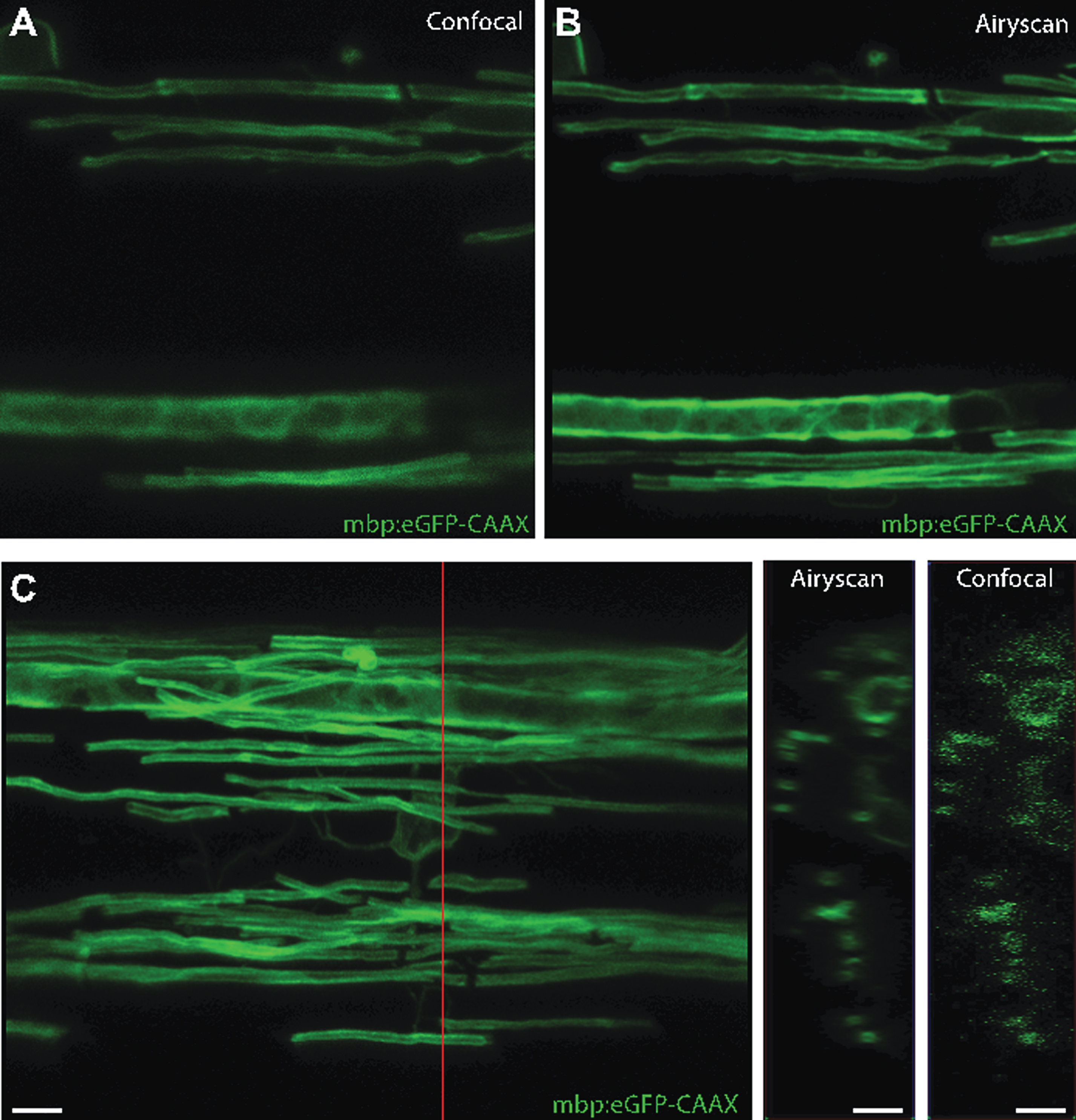 Confocal super-resolution imaging. A+B are images of the stable transgenic reporter mbp:eGFP-CAAX, which labels myelin sheaths, taken in confocal (A) and Airyscan (B) modes. A clear improvement in resolution in the X-Y plan is observed. C indicates improvement in z-axis resolution in Airyscan mode. The red line indicates the position where the Y-Z projections on the right were taken. Definitive circular rings of myelin membrane are observable in the Airyscan mode. Scale bars = 5 μm.