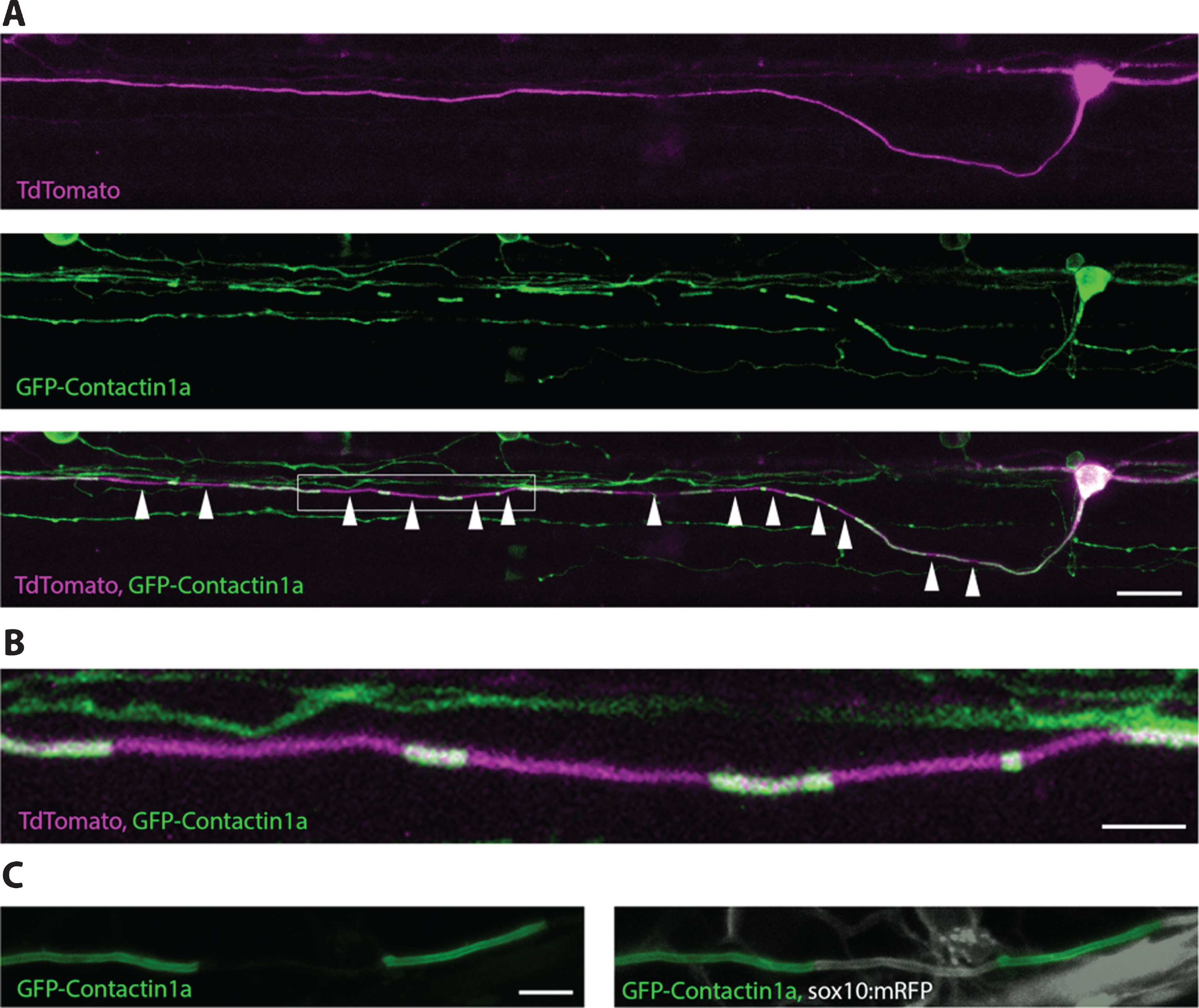 Transgenic tool to visualize myelin along individual axons in vivo. A fluorescent fusion of GFP with the GPI anchored axonal protein contactin1a can be expressed in individual neurons together with a fluorescent protein that labels the entire cell, e.g. Tandem dimer (Td) Tomato (A). Gaps in GFP-Cntn1a localisation along axons (A+B) correspond to the locations of myelin sheaths, as shown in (C) where all myelin is labelled using the sox10:mRFP reporter. Scale bars: A = 20 μm, B+C = 5 μm.