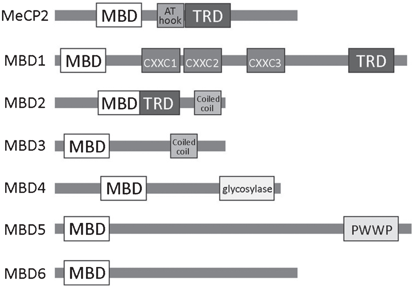 A schematic overview of the MBD family of methyl binding proteins (MBPs) including known protein domains in (MBD, methyl-CpG binding domain; TRD, transcriptional repression domain; AT hook; CXXC, zinc finger Cys-x-x-Cys domain; PWWP, Pro-Trp-Trp-Pro).
