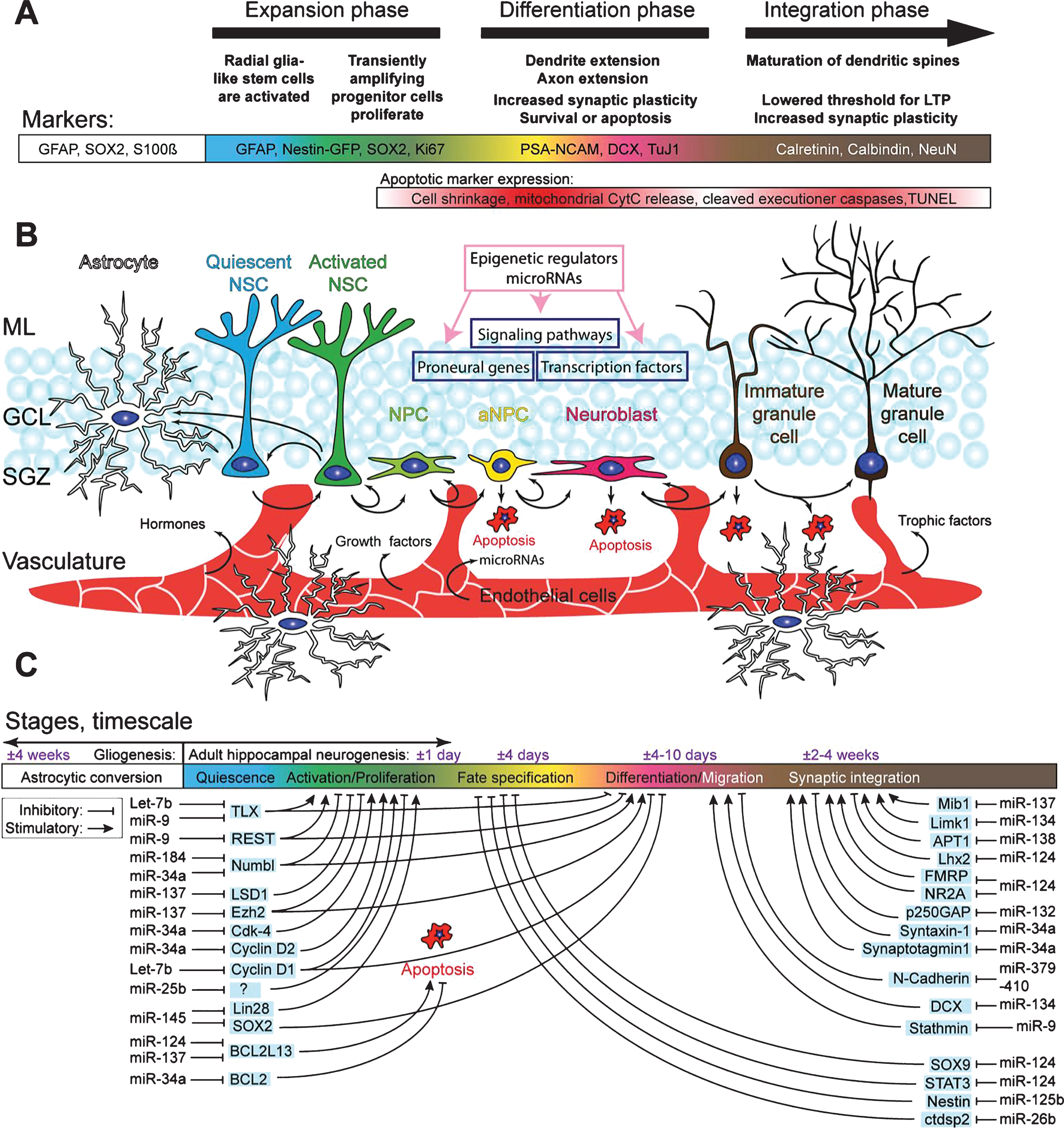 Schematic overview of the hippocampal neurogenic niche, the different processes underlying AHN, and its regulation by microRNAs. A) Overview of the different stages of AHN. Each cell type can be identified by a combination of presence and absence of markers, combined with morphological cellular features. B) Overview of the neurogenic niche and the transition of a NSC into a mature neuron. The complexity of the neurogenic niche, consisting of multiple cell types in close association with the vasculature, allows for both local and distant cell communication. Distant cell communication occurs via factors released in the bloodstream, such as cell-extrinsic miRNAs, growth factors (VEGF and bFGF), hormones, and trophic factors (BDNF). Other cell-intrinsic factors, such as miRNAsm TLX signaling, notch signaling, and REST (purple boxes), and cell extrinsic factors such as HDACs, DNA methylation, and miRNAs (pink box), complete the coordinated regulated of AHN. C) MiRNAs regulate various key pathways important in AHN. Depicted are miRNAs of which a clear link with neurogenesis has been identified, together with their targets through which the miRNAs might exert their effect.