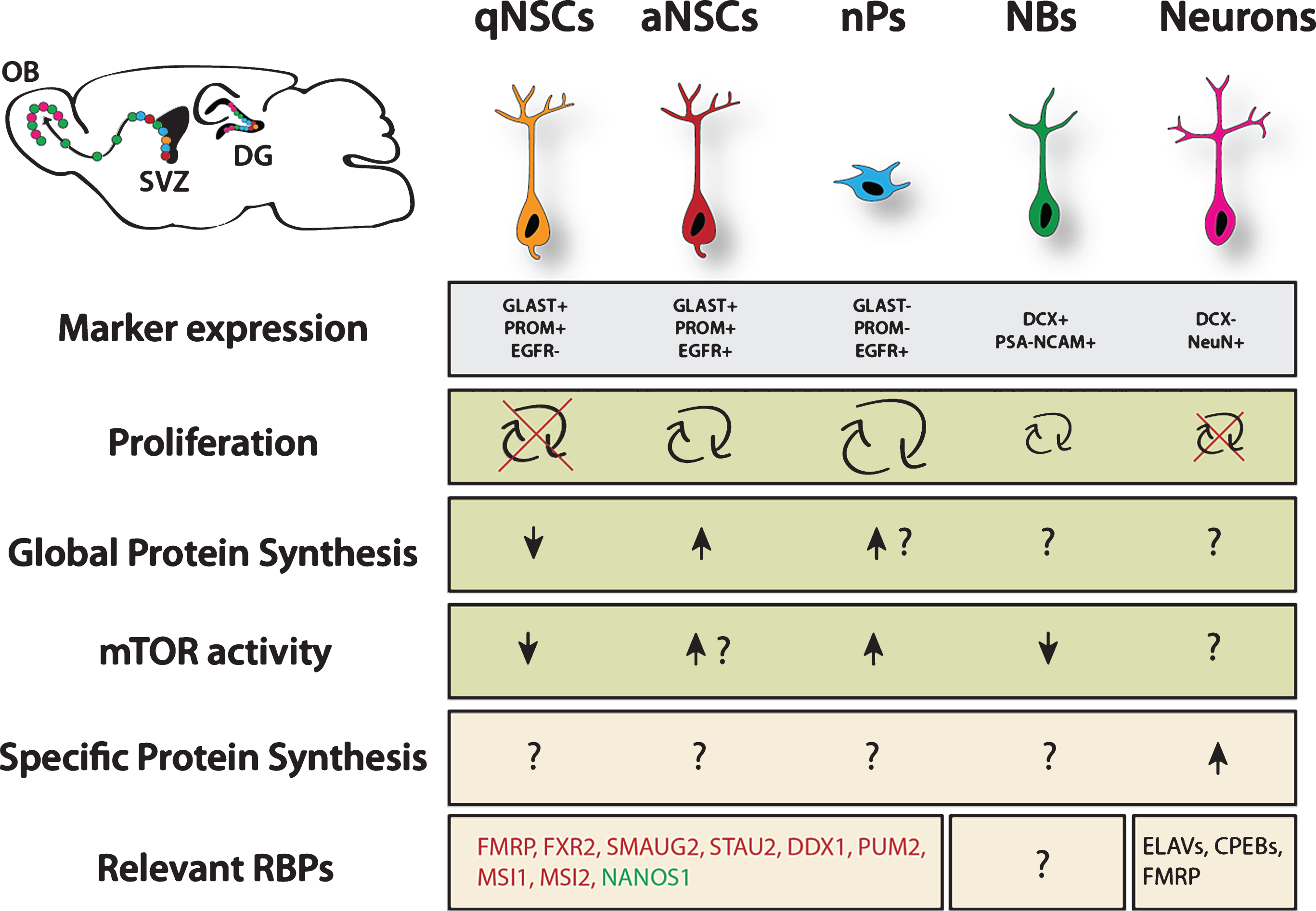 Overview of translational regulation taking place in the NSC lineage. Data was pooled from studies investigating cortical development, adult neurogenesis in the ventricular zone and hippocampus. Arrows represent relative estimation compared to other stages within the lineage. Question marks indicate unknown situation. Question marks next to arrows indicate likely scenario based on proliferation rate, however this is not experimentally proven. Green color marks proneurogenic factors, red color marks anti-neurogenic factors. qNSC = quiescent NSC, aNSC = active NSC, nP = neurogenic progenitor, NB = neuroblast. Major sources: Proliferation rates from Codega et al. (2014), neurons are known to be postmitotic. Marker expression and protein synthesis levels from Llorens-Bobadilla et al. (2015). mTOR activity from Paliouras et al. (2012). For more details, see the main text.