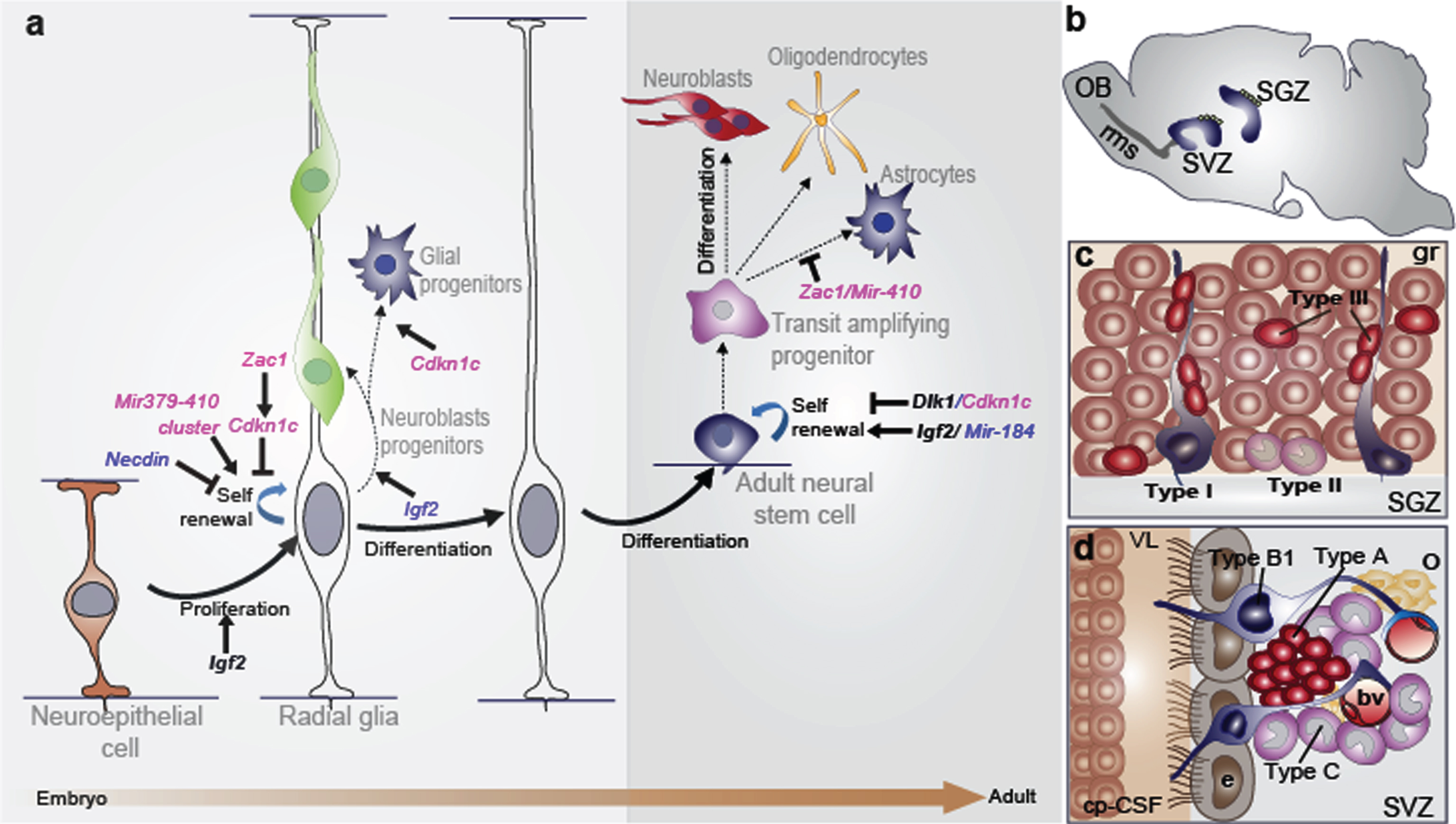The radial glia nature of embryonic and adult neural stem cells: the role of imprinted genes. (a) There is a continuum of germinal activity that links neuroepithelial stem cells to radial glia and ultimately to the astrocytes that are stem cells in the adult brain. Radial glia in the neocortex produce several major brain cell classes, including neurons and astrocytes, via several rounds of proliferation and differentiation. The roles of the imprinted genes are indicated. Maternally and paternally expressed genes appear in pink and blue respectively. Imprinted genes that show biallelic expression are in black and bold. (b) Sagittal view showing the SVZ and the SGZ neurogenic niches in the adult mouse brain. In the SVZ, neuroblasts reach the olfactory bulb (OB) through the rostral migratory stream (rms). (c) Enlarged view of the SGZ: Type I stem cells (blue) show a radial single prolongation through the granular layer; type II precursors (purple) give rise to neuronal lineage-restricted progenitor type III cells (red) that differentiate into neurons, which in turn integrate into the granular layer (gr). (d) Enlarged view of the SVZ: type B1 stem cells (blue) contact the ventricle with a thin process extending between the ependymal cells (e; grey); transit-amplifying progenitors (TAP) or type C cells (purple) give rise to type A cells (red) and oligodendrocytes progenitors (yellow). Dividing stem cells and their TAP progeny are tightly apposed to blood vessels (bv); the choroid plexus-cerebrospinal fluid system (cp-CSF) is shown.