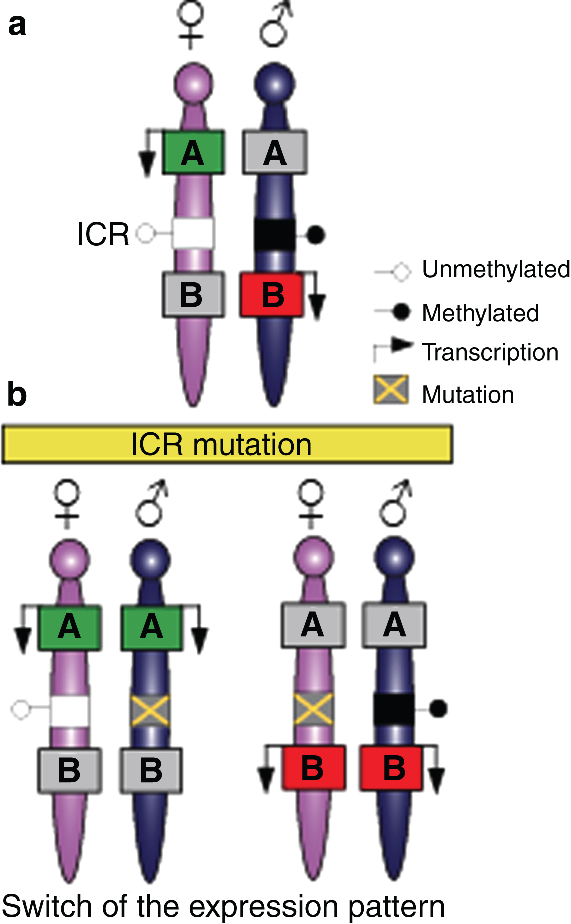 Imprinted genes are located in clusters that are under the control of the imprinting control region (ICR). (a) Mammalian somatic cells contain a maternally-inherited chromosome (pink) and a paternally-inherited chromosome (blue). Imprinted genes are located in clusters and can be expressed in the maternally-inherited chromosome and repressed from the paternally-inherited chromosome (green box A), or expressed in the paternally-inherited chromosomes and repressed from the maternally inherited chromosome (red box B). Imprinting in the cluster is regulated by a DNA element called the imprinting control region (ICR) that has differentially-methylated regions (DMRs) on the two parental chromosomes. (b) Mutations in the ICR can modify imprinting, thus affecting several genes in the cluster and resulting in a switch in the expression patterns with the paternally-inherited chromosome, thereby acquiring an epigenotype typical in the maternally-inherited chromosome, or vice versa.
