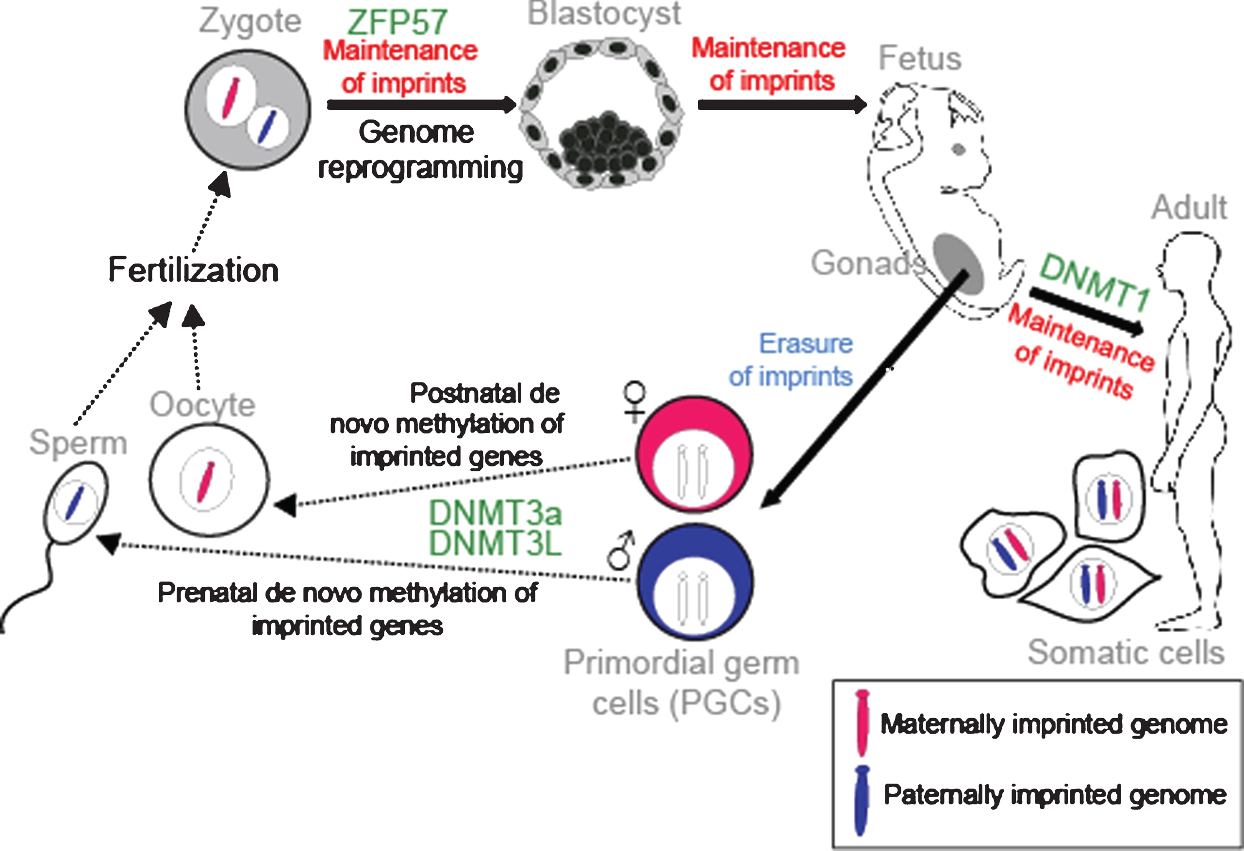 Establishment and maintenance of imprints during development. DNA methylation is erased in PGCs in the genital ridge. However, imprints are maintained in somatic cells throughout the organism’s lifetime. Imprints are acquired in a sex-specific manner in the germline: maternally and paternally-methylated ICRs gain DNA methylation in oocytes and sperm respectively for transmission to the next generation. Following fertilisation, the parental-specific imprints are maintained in the developing organism despite genome-wide reprogramming elsewhere. ZFP57 protects imprints during the post-fertilization epigenetic reprogramming period. DNMT3a and DNMT3L catalyse the de novo methylation process and DNMT1 participates in maintaining imprints in somatic tissues.