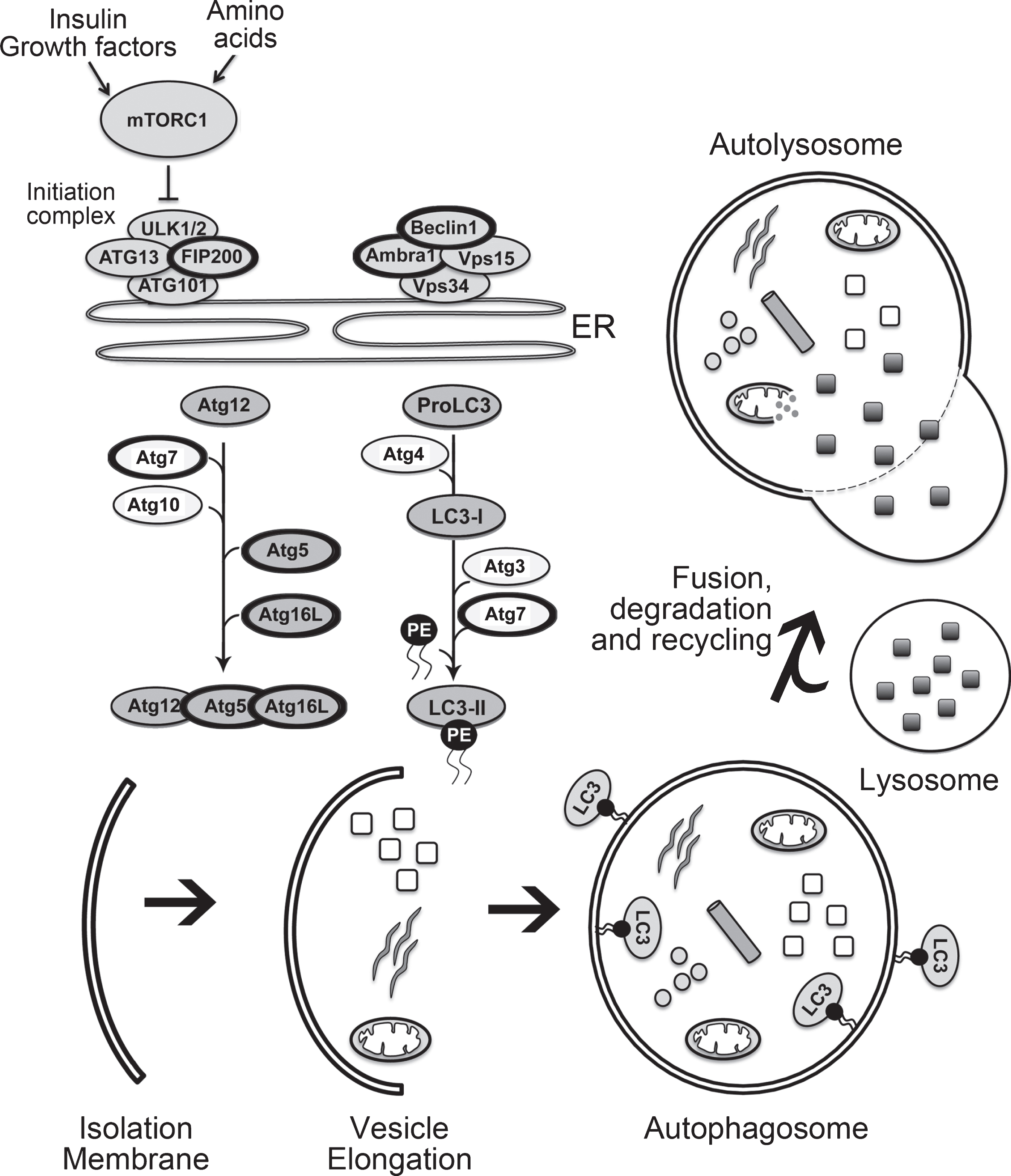 The mammalian autophagy pathway. The key steps involved in autophagy and critical members of the autophagy pathway are illustrated. The members of the autophagy pathway that have thicker black circles are those that have been studied in relation to autophagy and adult neurogenesis, as listed in Table 2, and described within the text.