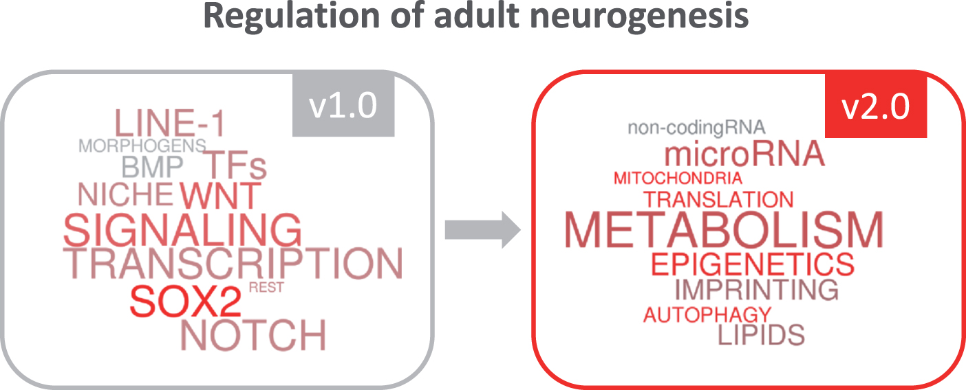 The growing insight into regulatory mechanisms in adult neurogenesis.