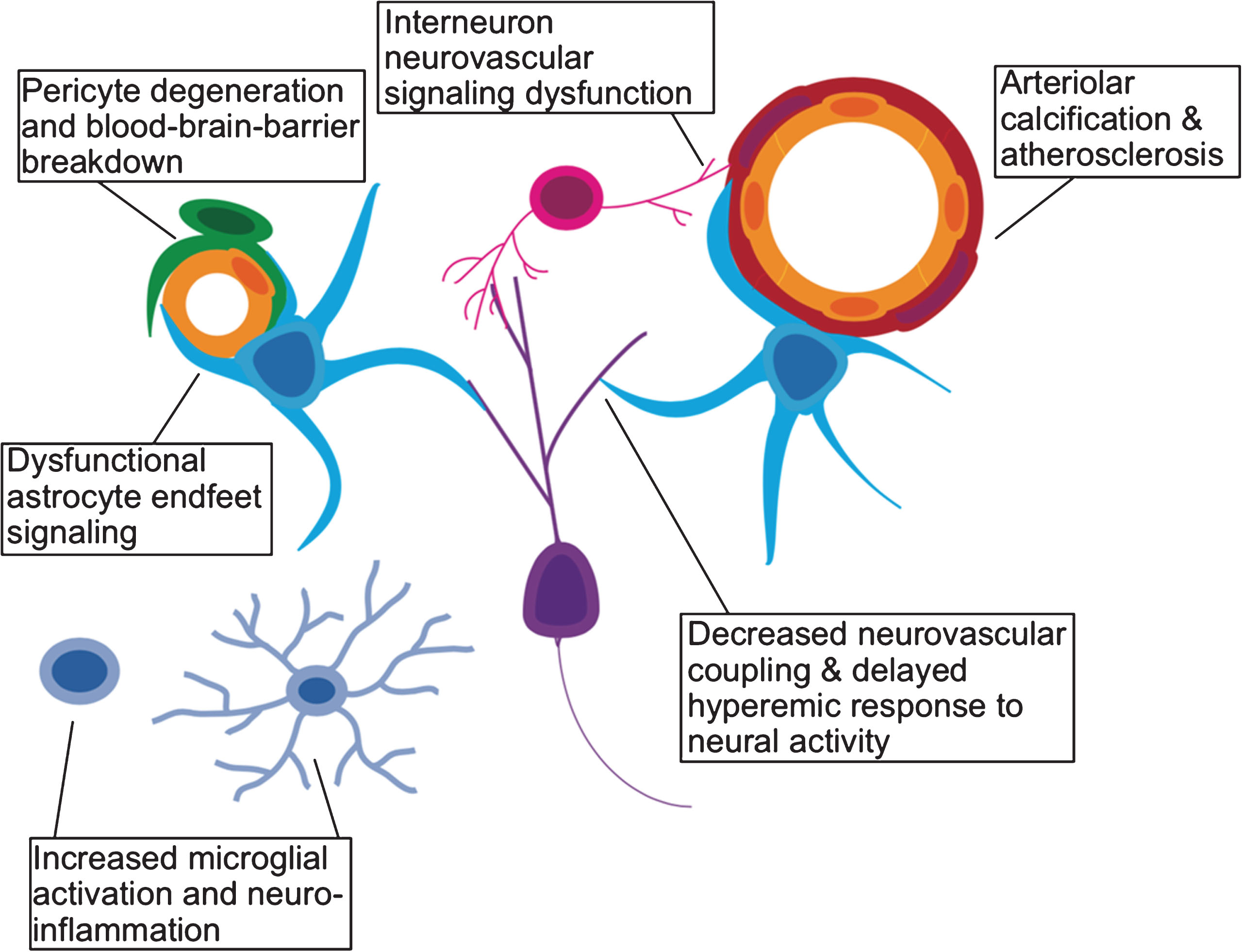 Effects of aging on the neurovascular unit. A schematic representation of the various components of the neurovascular unit including excitatory neurons (purple), interneurons (pink), microglia (light blue), astrocytes (cyan), pericytes (green), vascular endothelium (yellow), and vascular smooth muscle (red).