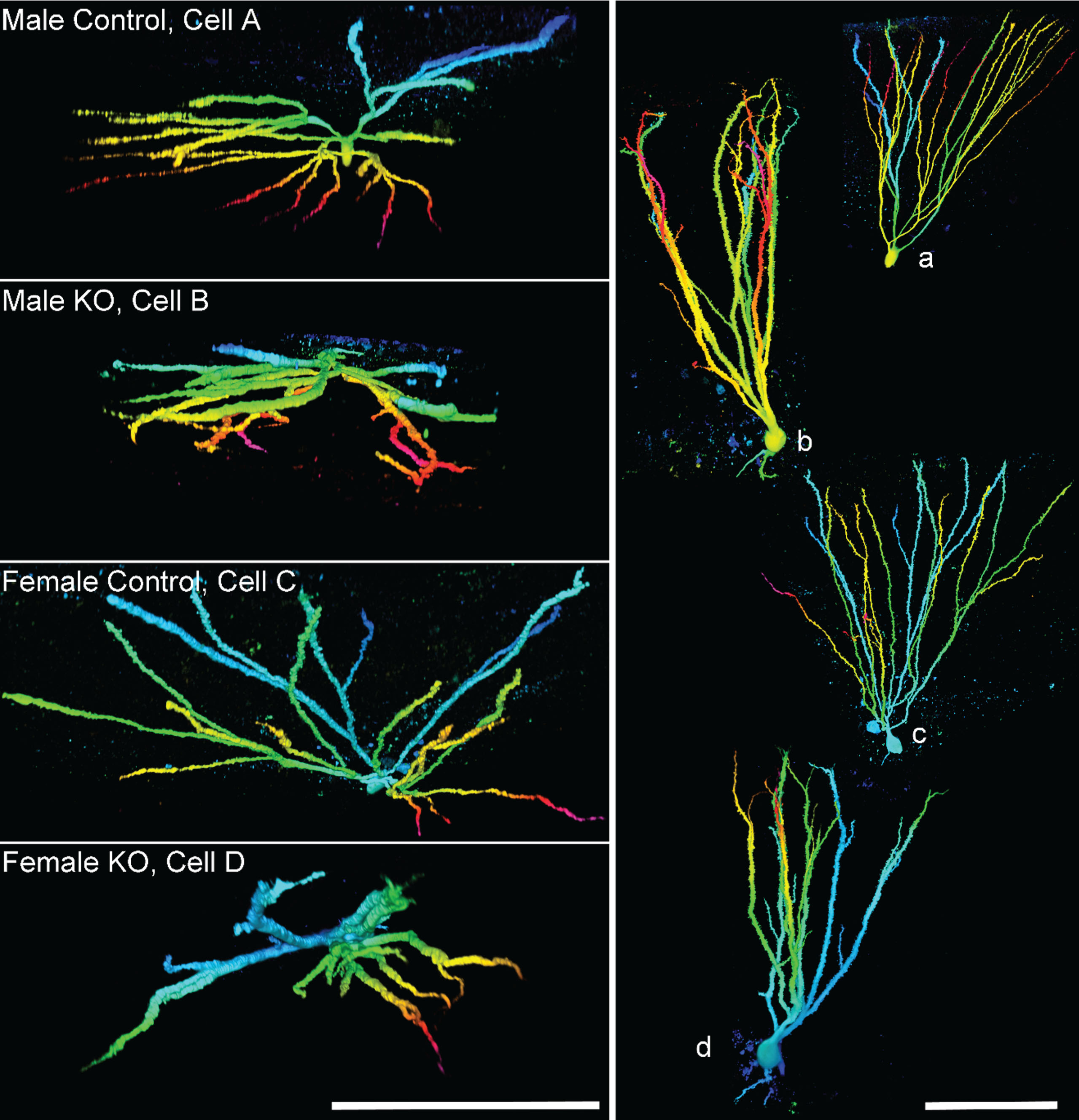 Images show granule cell reconstructions of PTEN expressing (control) and PTEN knockout (KO) cells from Gli1-CreERT2, PTENfl/fl mice. Cell morphology was revealed by biocytin filling. Cells are projected from above (left, cells A–D), looking down from the top of the dendritic tree towards the soma, and in profile (right, a–d). Note the more limited spread of the dendritic tree among KO cells, and frequent overlapping dendrites. Reconstructions are color-coded by depth. Scale bars = 100μm. Imaged reproduced from Santos et al. [56].