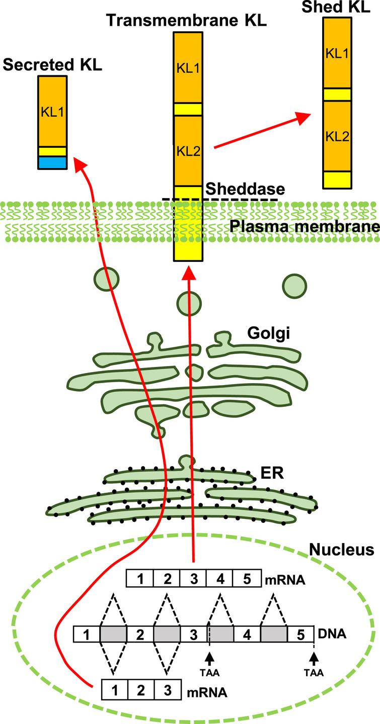 Schematic depiction of KL protein forms. Transmembrane KL is transcribed from five exons and localizes to the plasma membrane. Transmembrane KL is shed from the cell surface by ADAM10/17 and circulates through serum and CSF. Alternative splicing of exon three generates secreted KL protein.
