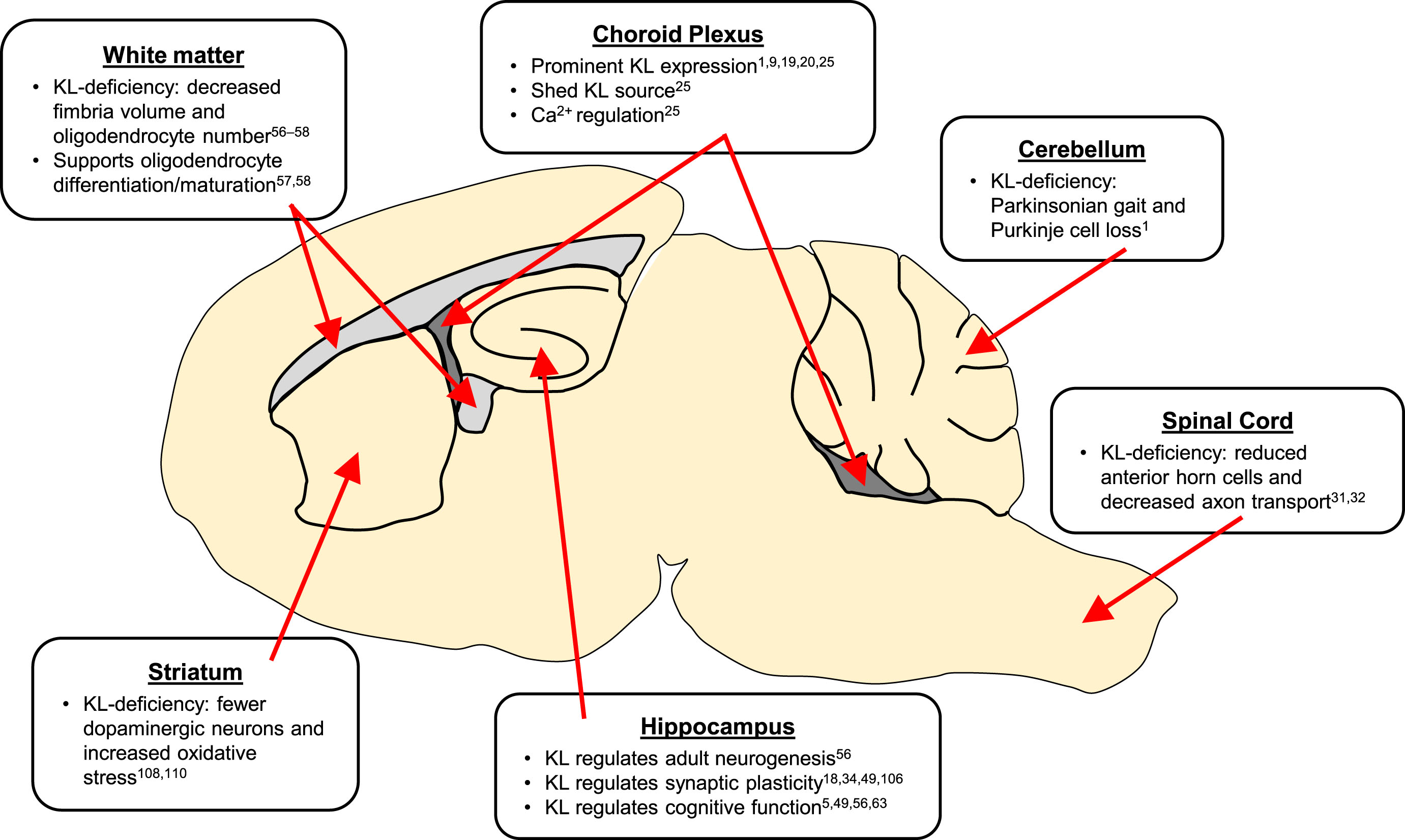 Summary of KL implicated brain regions. KL proteins act throughout neuronal and non-neuronal regions of the brain.