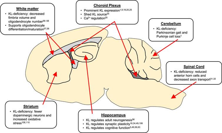 Summary of KL implicated brain regions. KL proteins act throughout neuronal and non-neuronal regions of the brain.