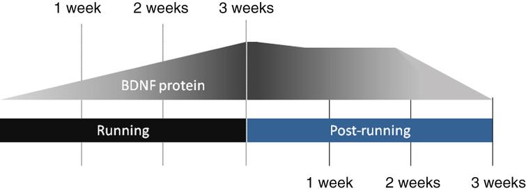 Regular physical activity produces a progressive and sustained increase in the expression of brain-derived neurotrophic factor (BDNF). Elevation of intraparenchymal BDNF protein levels are graded with the duration (or total period) of regular sessions of physical activity, with profound mRNA increases detectable starting from 2–3 days. Cessation of exercise is followed by a gradual decline of BDNF protein level though it has been shown to remain significantly higher than baseline levels for up to 2 weeks. Notably, a return to exercise results in a rapid reinstatement of elevated protein levels, more quickly than is typical of exercise-naïve rodents [201, 202].