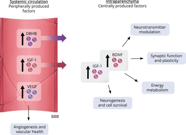 Both circulating and central factors participate in exercise-facilitated protection of the brain. Exercise can increase both peripheral and central factors that co-operate in sustaining brain health. Systemic circulating factors that are elevated by exercise include beta-hydroxybutyrate (DBHB), vascular epithelial growth factor (VEGF) and insulin growth factor-1 (IGF-1). Some circulating factors, such as DBHB and IGF-1, are capable of crossing the blood-brain barrier (BBB) and may contribute to the upregulation of BDNF [16, 19, 20, 192, 209].