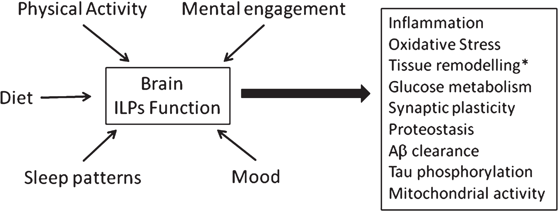 Altered ILP function mediates the impact of life-style factors on pathological changes associated to Alzheimer’s disease. Diet, mental and physical activity, sleep quality and mood can modulate ILP function that in turn intervene in many processes known to be altered in AD. Main ones include homeosteatic inflammation, protection against reactive oxygen species, tissue remodelling (including formation of new vessels, neurons and glia), glucose handling by brain cells, synaptic plasticity – that in turn impacts on mood, cognition, and sleep architecture, Aβ clearance, tau phosphorylation, proteostasis (autophagy, proteosome activity) and mitochondrial function. *New neuronal formation is an important aspect of ILPs function in the adult brain. However, recent controversial evidence in favor [192] or against [193] the presence of neurogenesis in the adult human brain puts somewhat in hold the significance of this ILP trait in human physiology.