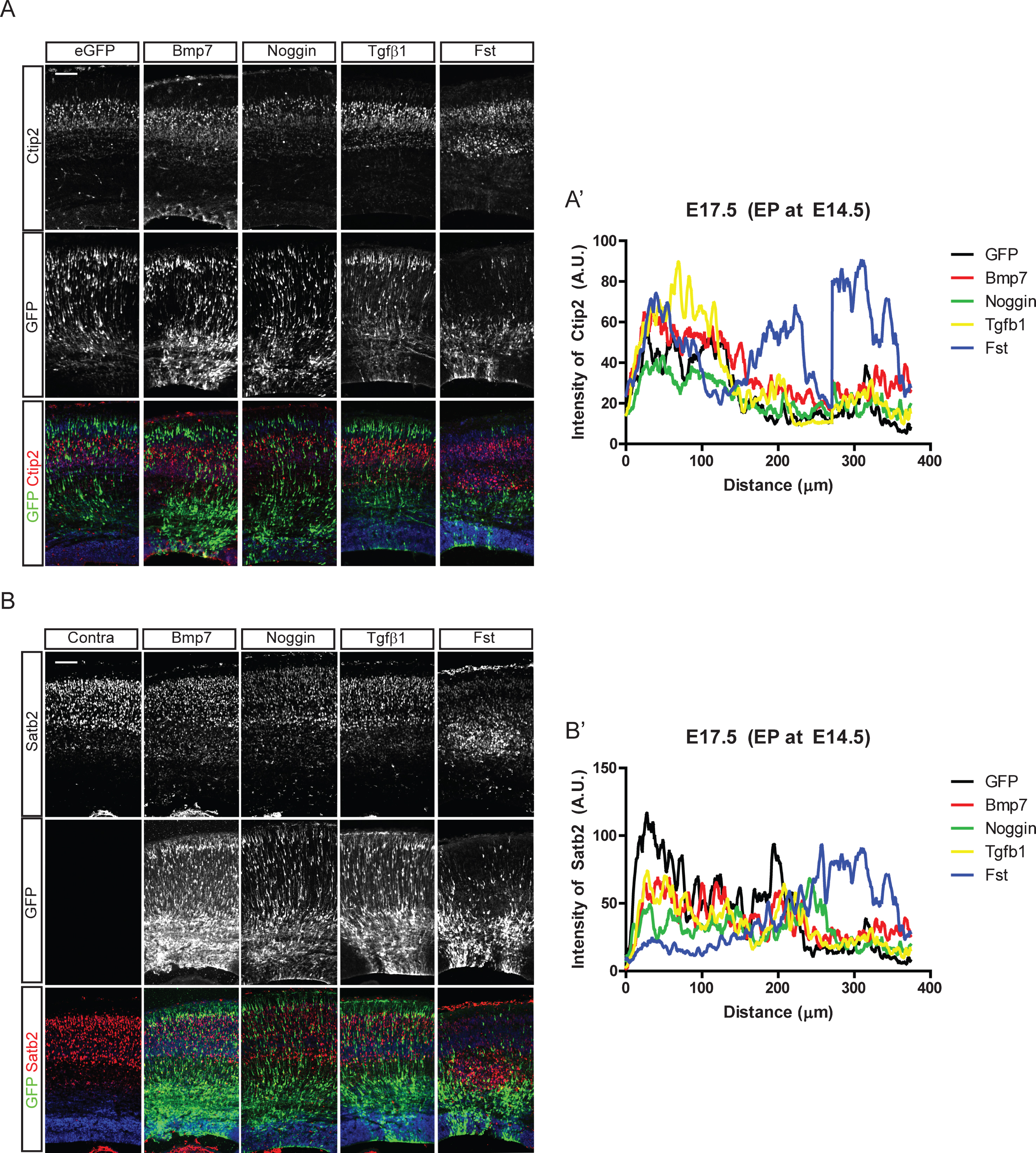 Effect of Bmp signaling on the cortical neuronal distribution. In utero electroporation with Bmp7, Noggin, Tgfβ1, and Follistatin (Fst) and IRES-driven eGFP constructs was conducted at E14.5 in CD1 mice. Three days after the electroporation, eGFP-expressing neurons were co-stained for Ctip2 (A) or Satb2 (B). A’, B’) Intensities of Ctip2+ and Satb2+ neurons in the electroporated field were plotted using the plot profile function in ImageJ software, and results from one representative experiment are shown (n = 3). For a control image of Satb2, the contralateral side of the electroporated brain (A) is used. Scale bars = 100 μm.