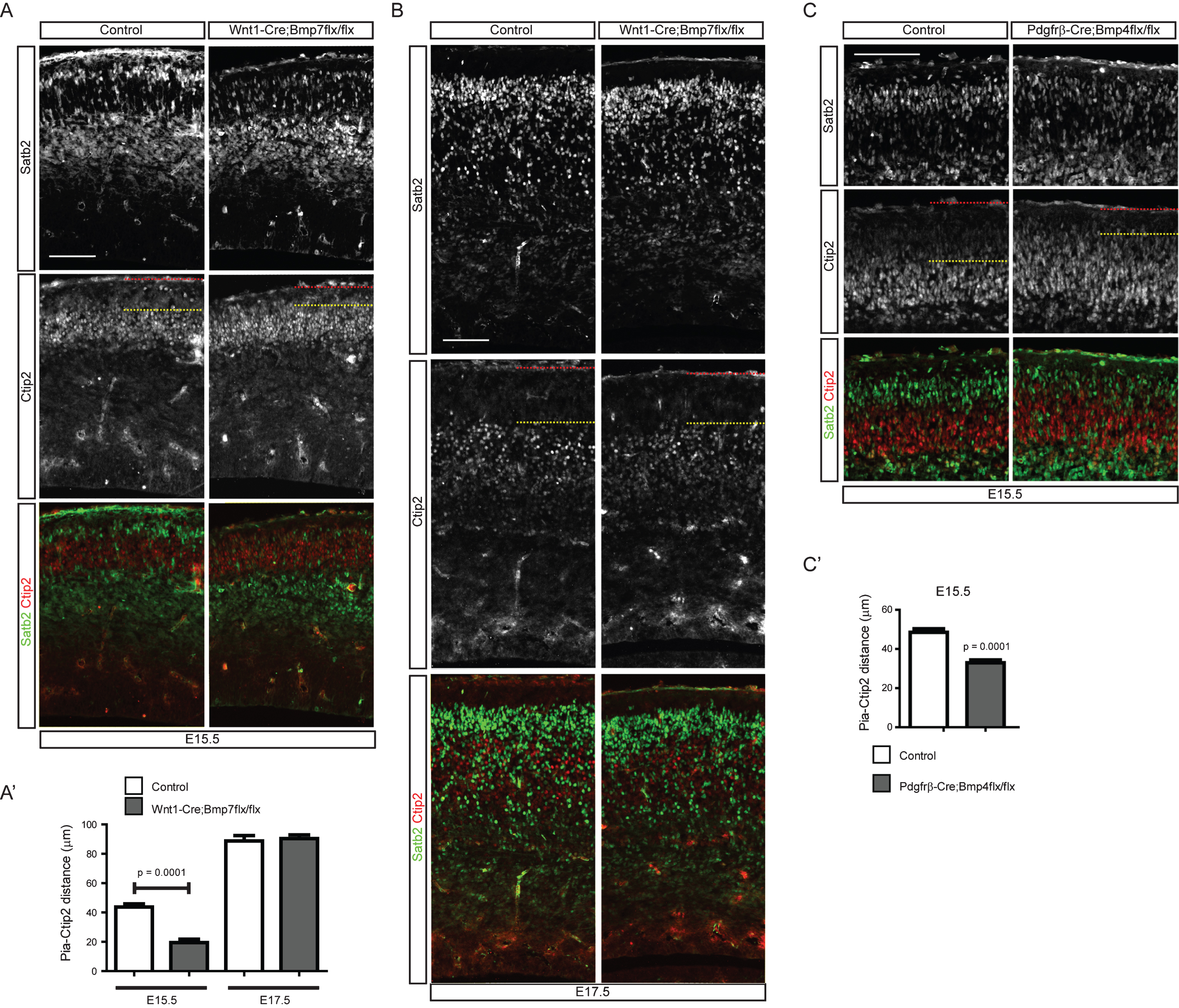 Distribution of cortical neurons in the meninges-specific Bmp mutants. A) E15.5 embryonic brains of Wnt1-Cre;Bmp7flx/flx mutants and their control littermates were stained for Ctip2 or Satb2. A’) The distance of the pia and the Ctip2+ neurons were plotted (n = 3). B) E17.5 embryonic brains of Wnt1-Cre;Bmp7flx/flx mutants and their control littermates were stained for Ctip2 or Satb2 (n = 3). C) E15.5 embryonic brains of Pdgfrβ-Cre;Bmp4flx/flx mutants and their control littermates were stained for Satb2 or Ctip2. C’) The distances between the pia and the Ctip2+ neurons were plotted (n = 3). The red and yellow dotted lines represent the pia and the Ctip2+ neurons closest to the pia, respectively. Student’s t-test was conducted to determine the statistical significance of the difference between the control and mutant embryos. Scale bars = 100 μm.