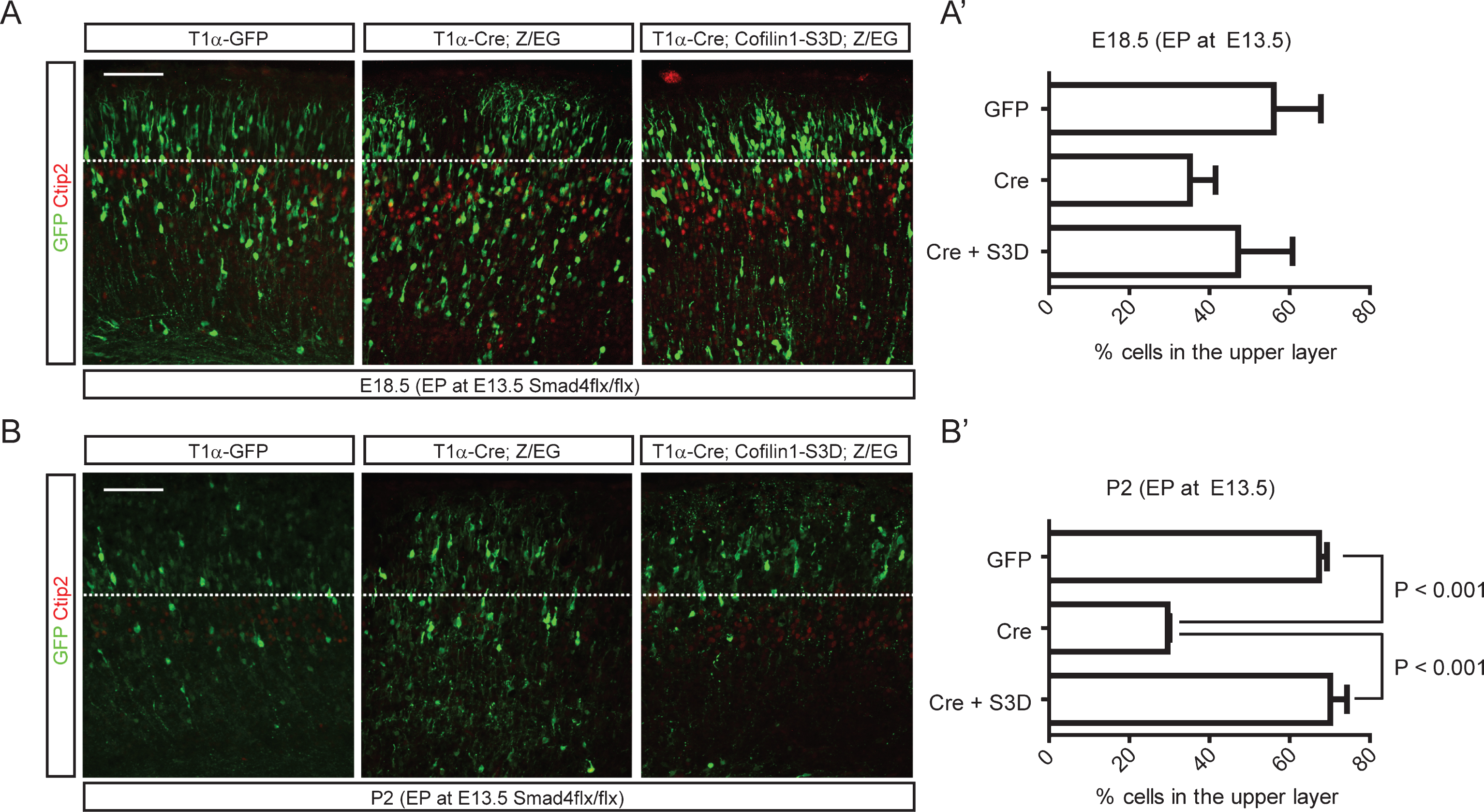 Rescue of neuronal migration defects of Smad4 mutant neurons by cofilin-1-S3D expression. E13.5 Smad4flx/flx embryos were electroporated with 1) T1α-GFP, 2) T1α-Cre;Z/EG, or 3) T1α-Cre;cofilin-1-S3D;Z/EG, a Cre reporter expressing GFP after recombination, and analyzed at E18.5 (A, A’) and P2 (B, B’) (n = 3). Electroporated brains were stained for GFP and Ctip2, and GFP+ neurons in the upper layer above the Ctip2+ layer were counted. Student’s t-test was conducted to determine the statistical significance of the difference between the groups. Scale bars = 100 μm.