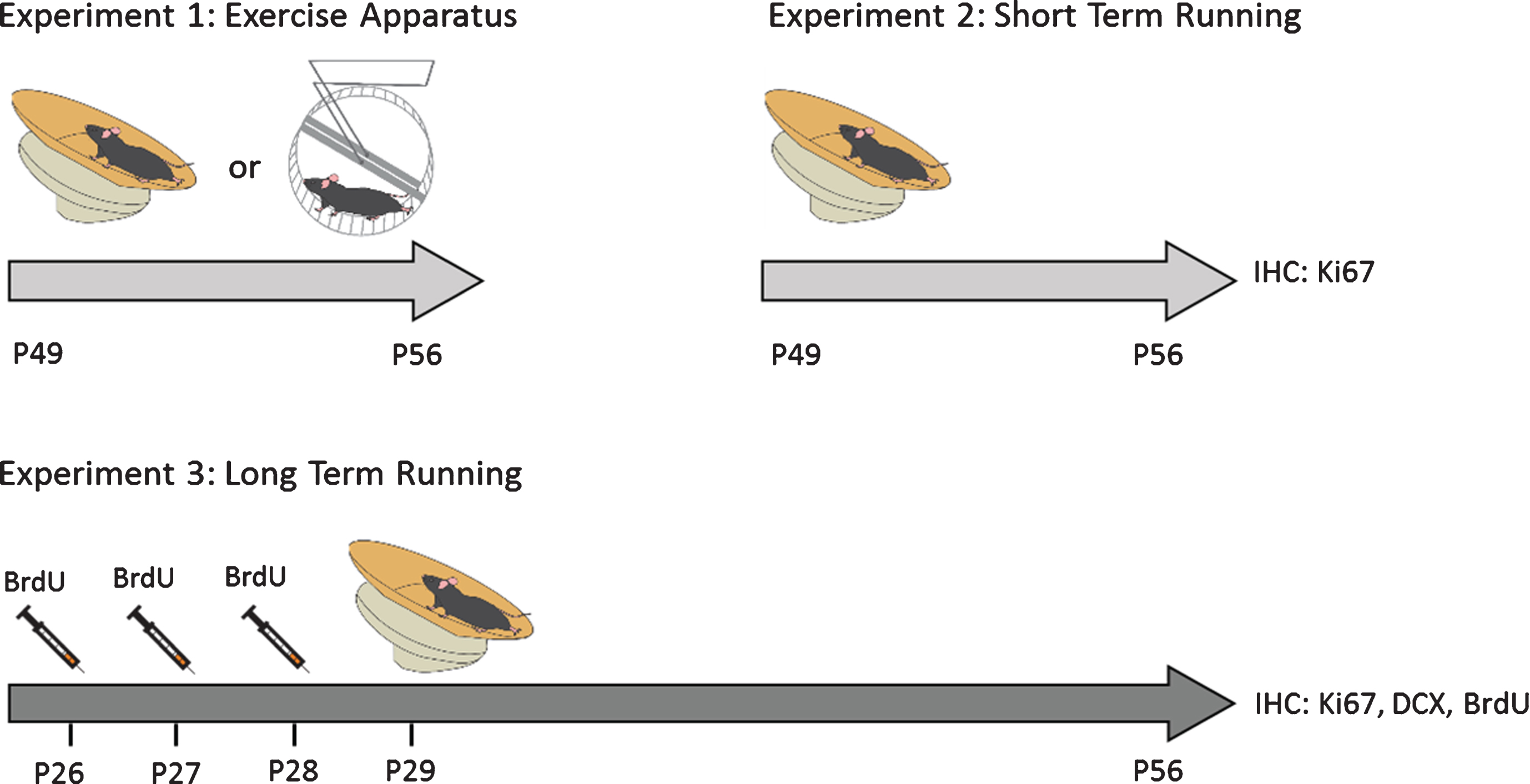 Experimental Design. Male Fmr1 knockout (KO) and wild-type (WT) were given free access to a running dish or wheel starting at either postnatal day (PND) 29 or PND49 for 1 week (short-term running) or 4 weeks (long-term running). To study the effect of long-term running on cell survival, mice were injected with BrdU (100 mg/kg) daily for 3 days prior to voluntary running in order to labelproliferating cells.