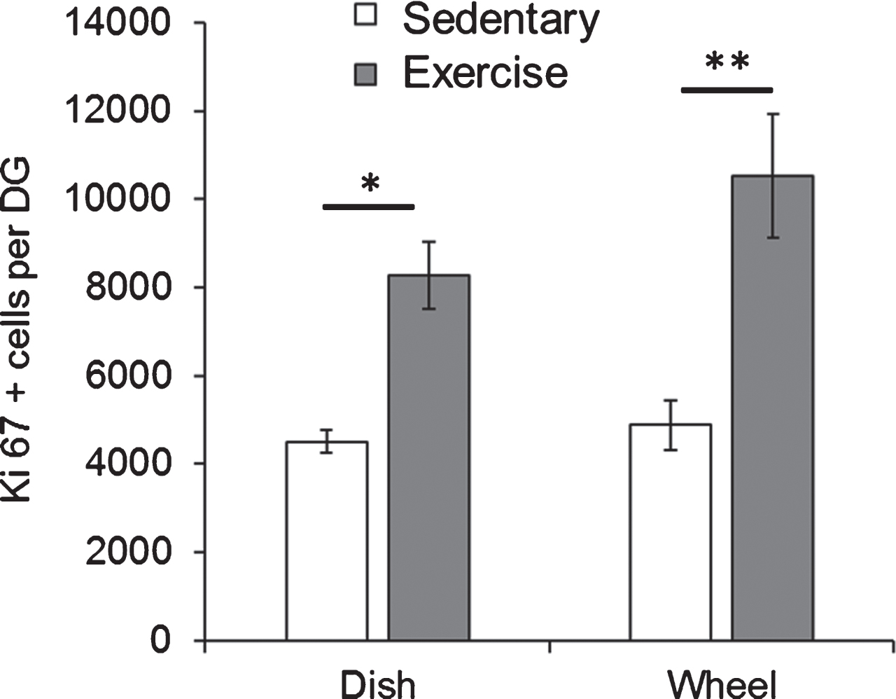 Both dish running and wheel running significantly enhanced hippocampal cell proliferation in Fmr1 KO mice. Short-term running on wheels and dishes significantly increased the number of Ki67 positive proliferating cells in Fmr1 KO mice. *p < 0.05; **p < 0.005.