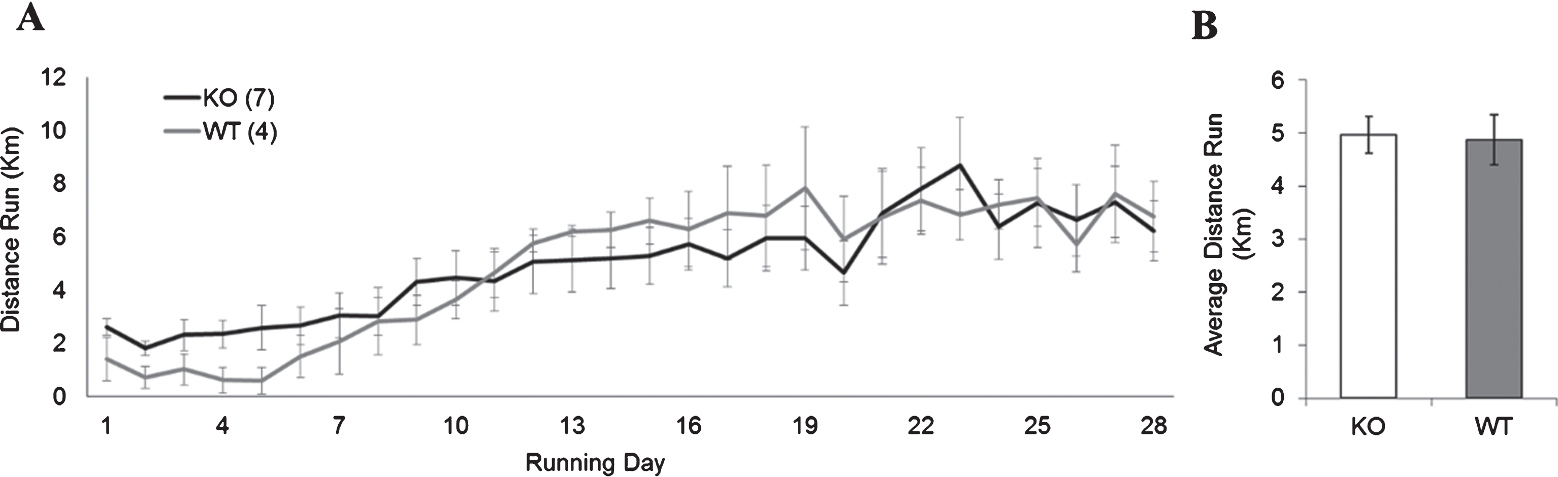 WT and FMR1 KO running performance. (A) Average daily distance run (in km) per day for animals given access to an unlocked running dish for 28 days continuously. (B) There was no statistically significant differences in total average distance run between WT and Fmr1 KO mice.