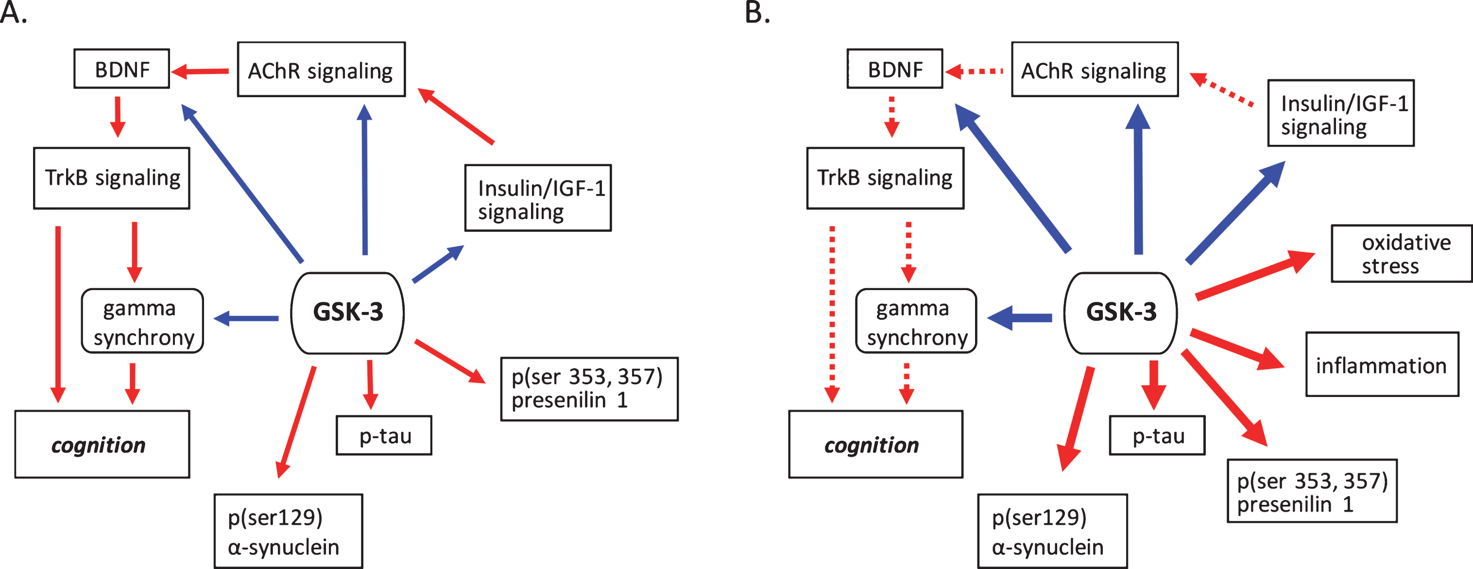 GSK-3 regulates processes implicated in neurodegenerative disease. A) Under normal conditions GSK-3 is known to suppress processes that positivetly regulate cognition such as cholinergic, BDNF, and insulin signaling. GSK-3 also is involved in the suppression of gamma frequency oscillations. The phosphorylation of tau, α-synuclein and presenilin are also mediated by GSK-3. B) Under pathological conditions GSK-3 activity is upregulated, increasing its negative influence on cholinergic, BDNF, and insulin signaling, and at the same time promoting phosphorylation events critical to the development of proteinopathies. Increased GSK-3 activity also induces oxidative stress and the onset of inflammatory processes. Positive regulation (red arrows) and negative regulation (blue arrows) of each pathway and/or process are shown. Changes in the overall activity of these pathways compared to normal conditions are represented by the solid arrows (increased activation) and dotted arrows (decreased activation). AChR, acetylcholine receptor; BDNF, brain-derived neurotrophic factor; GSK-3β, glycogen synthase kinase-3β; IGF-1, insulin growth factor 1; TrkB, tropomyosin receptor kinase B; TrkB.T1, truncated tropomyosin receptor kinase.