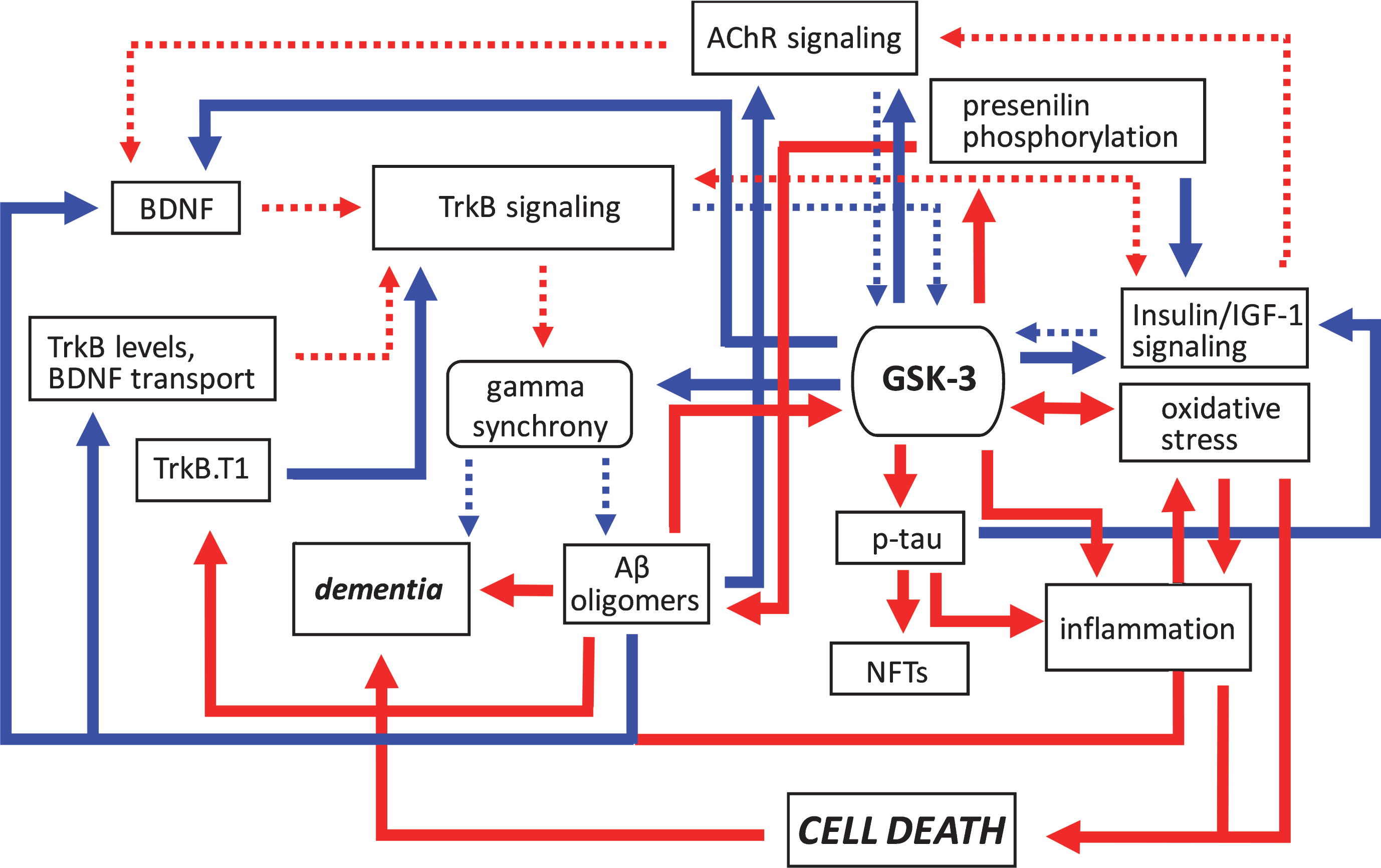 Pathogenic feedforward loops in Alzheimer’s disease converge on GSK-3. In AD, several cellular, and bidirectional, processes work in concert to increase GSK-3 activity. These include deficits in cholinergic, BDNF/TrkB, and insulin or IGF-1 signaling, mitochondrial dysfunction leading to oxidative stress, and production of Aβ oligomers. This increase in GSK-3 activity further suppresses cholinergic, BDNF/TrkB, and the insulin/IGF-1 signaling pathways, and additionally promotes tau hyperphosphorylation and inflammation, and the disruption of gamma synchrony. The production of Aβ oligomers also increases due to GSK-3-mediated presenilin phosphorylation. Together these processes contribute to the onset of dementia. Positive regulation (red arrows) and negative regulation (blue arrows) of each pathway and/or process are shown. Changes in the overall activity of these pathways compared to normal conditions are represented by the solid arrows (increased activation) and dotted arrows (decreased activation). Aβ, amyloid-β; AChR, acetylcholine receptor; BDNF, brain-derived neurotrophic factor; GSK-3β, glycogen synthase kinase-3β; IGF-1, insulin growth factor 1; NFTs, neurofibrillary tangles; TrkB, tropomyosin receptor kinase B; TrkB.T1, truncated tropomyosin receptor kinase.